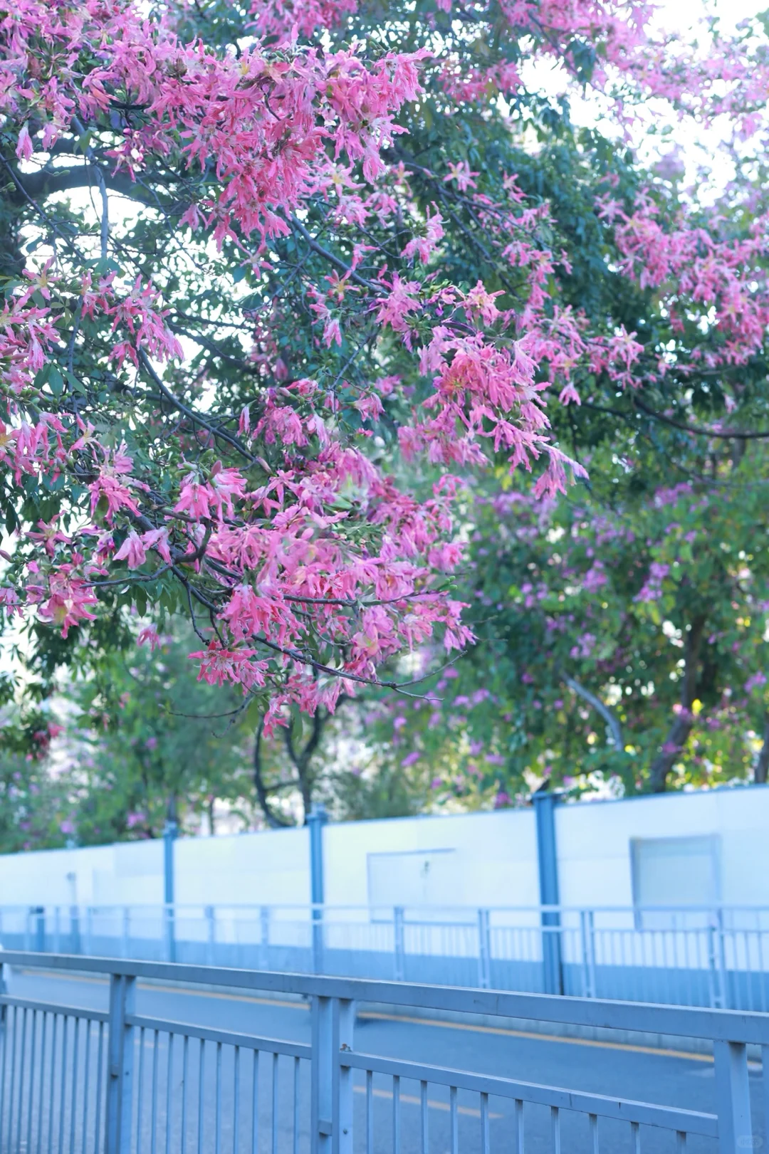 深圳0人挤！异木棉小众拍照地📸