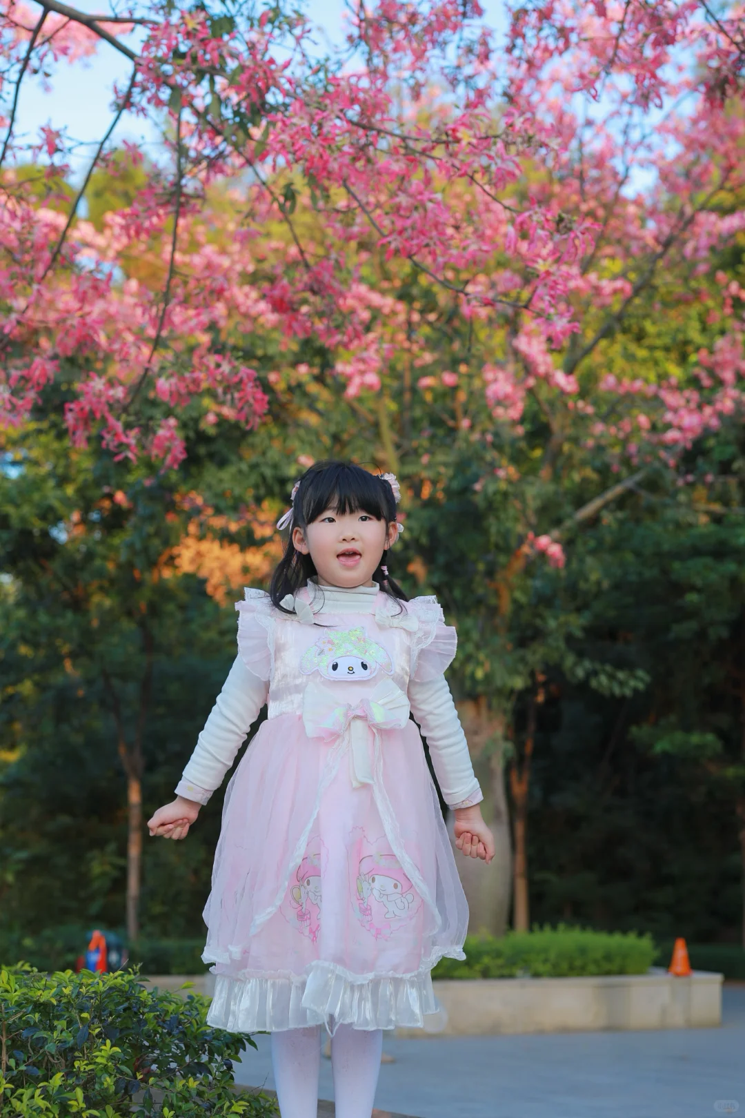 深圳0人挤！异木棉小众拍照地📸