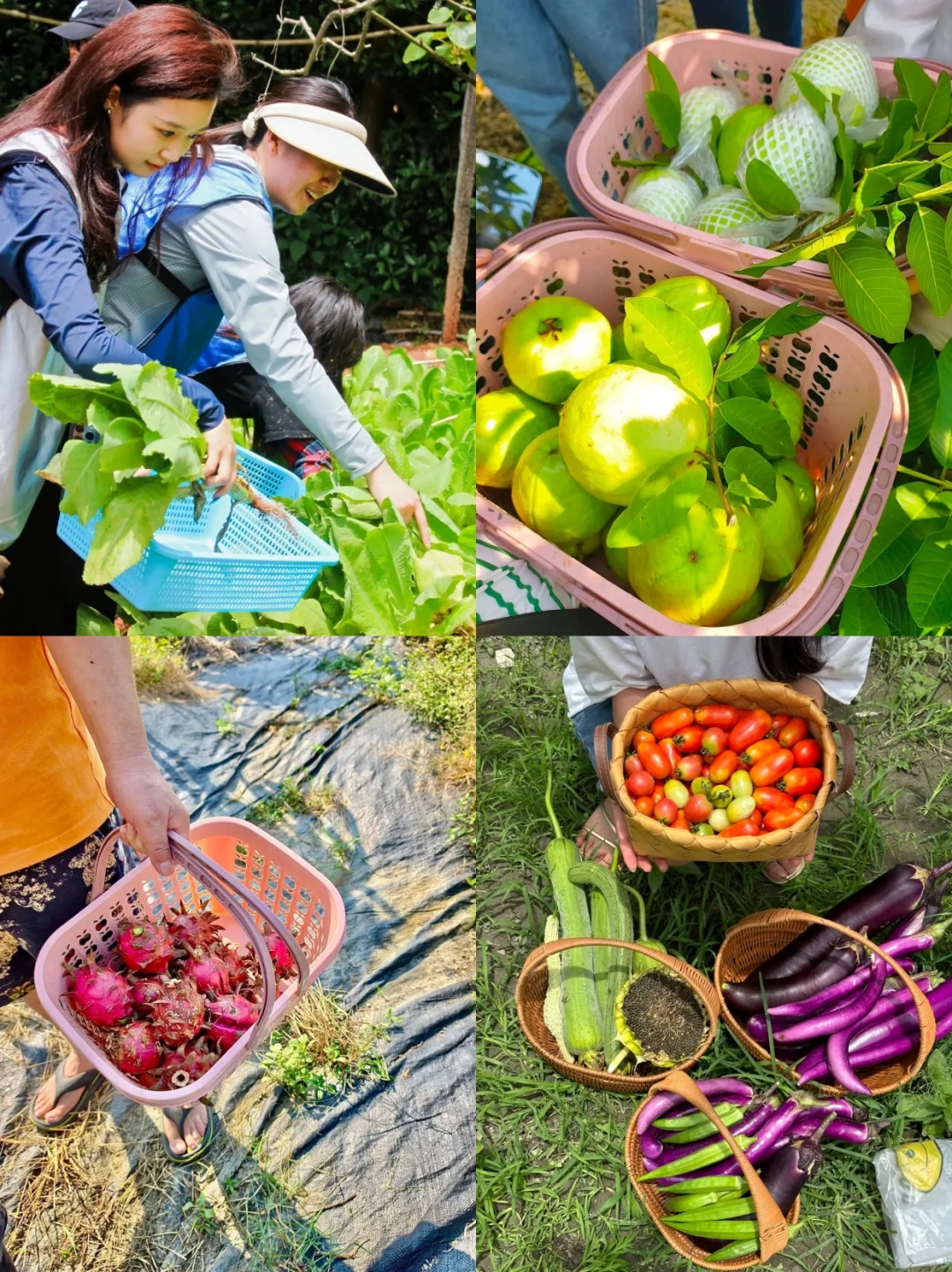 深圳农家小院！去哪玩！我推荐这家🍃！！