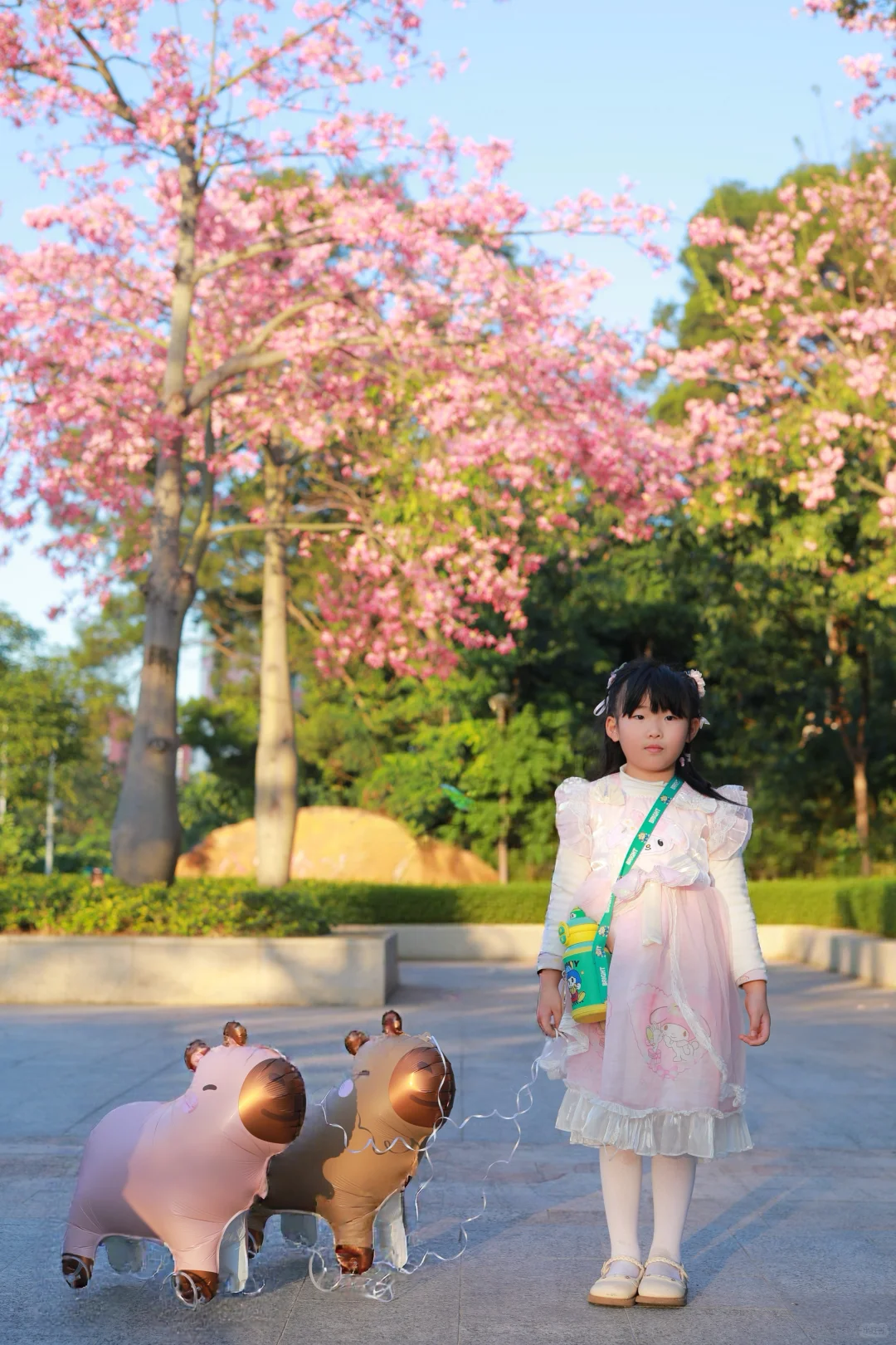 深圳0人挤！异木棉小众拍照地📸