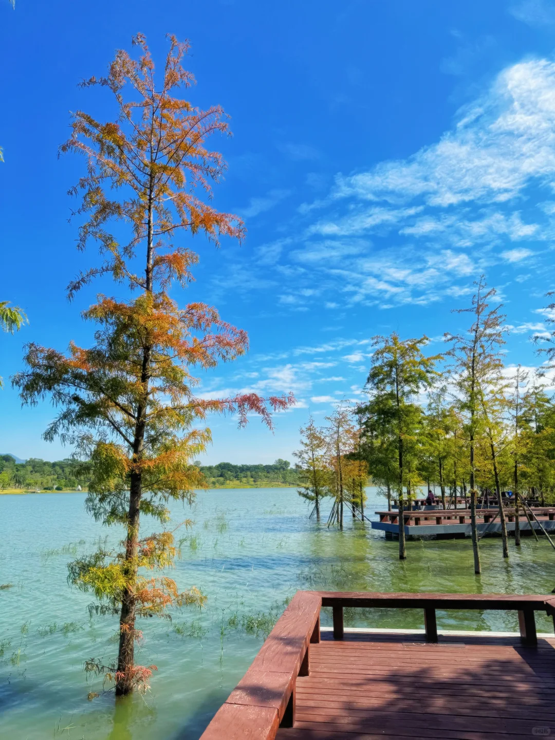 深圳落羽杉🍁已红，趁无人知晓赶紧冲🏃‍♀️💨
