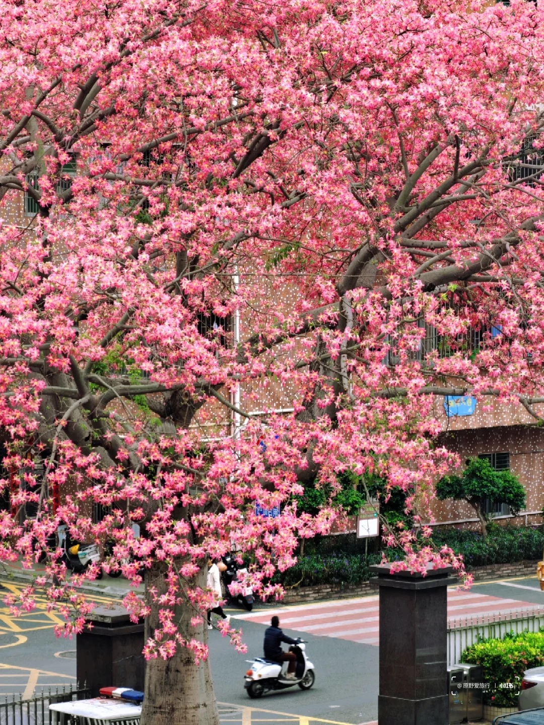 这几天的深圳是这样的❗