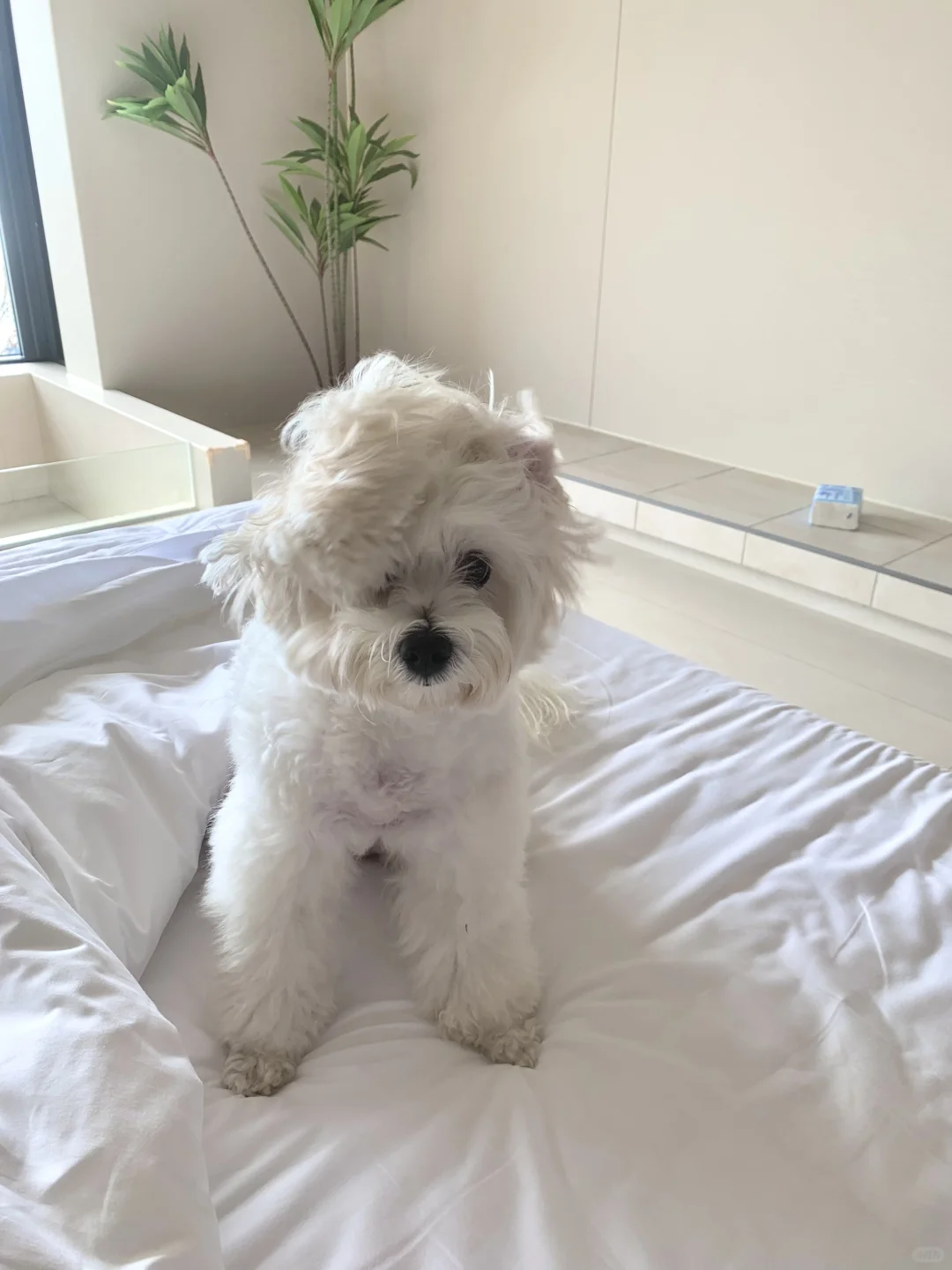 深圳☀️看海日记2.0