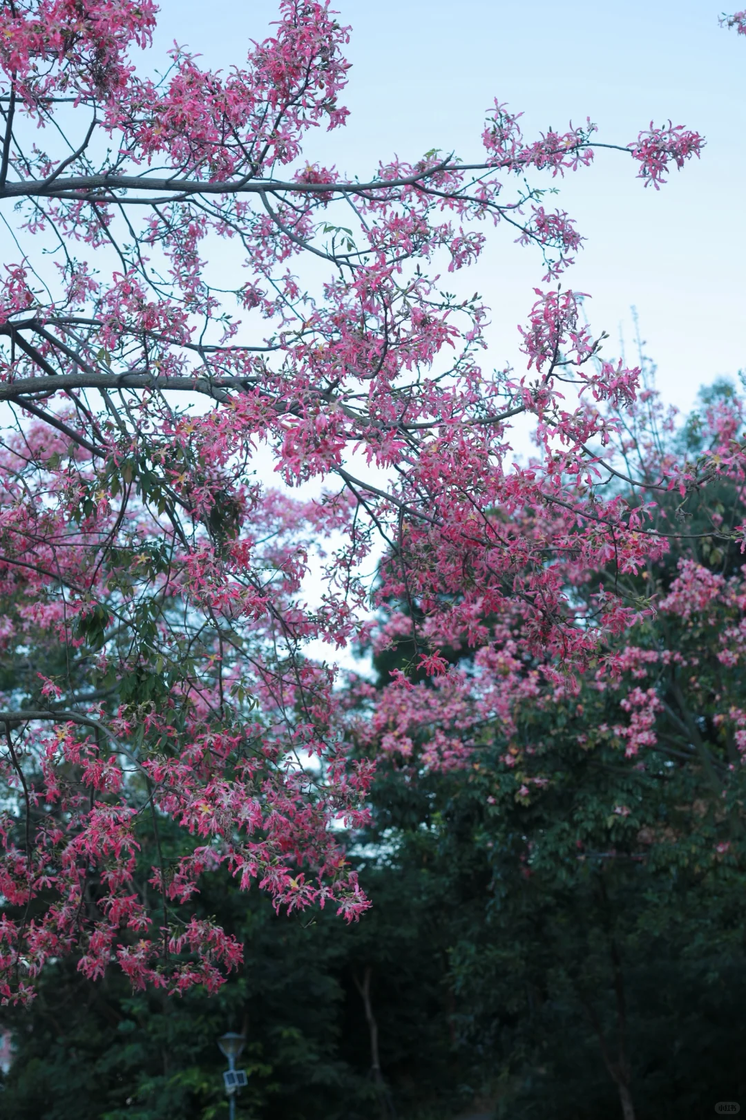 深圳0人挤！异木棉小众拍照地📸