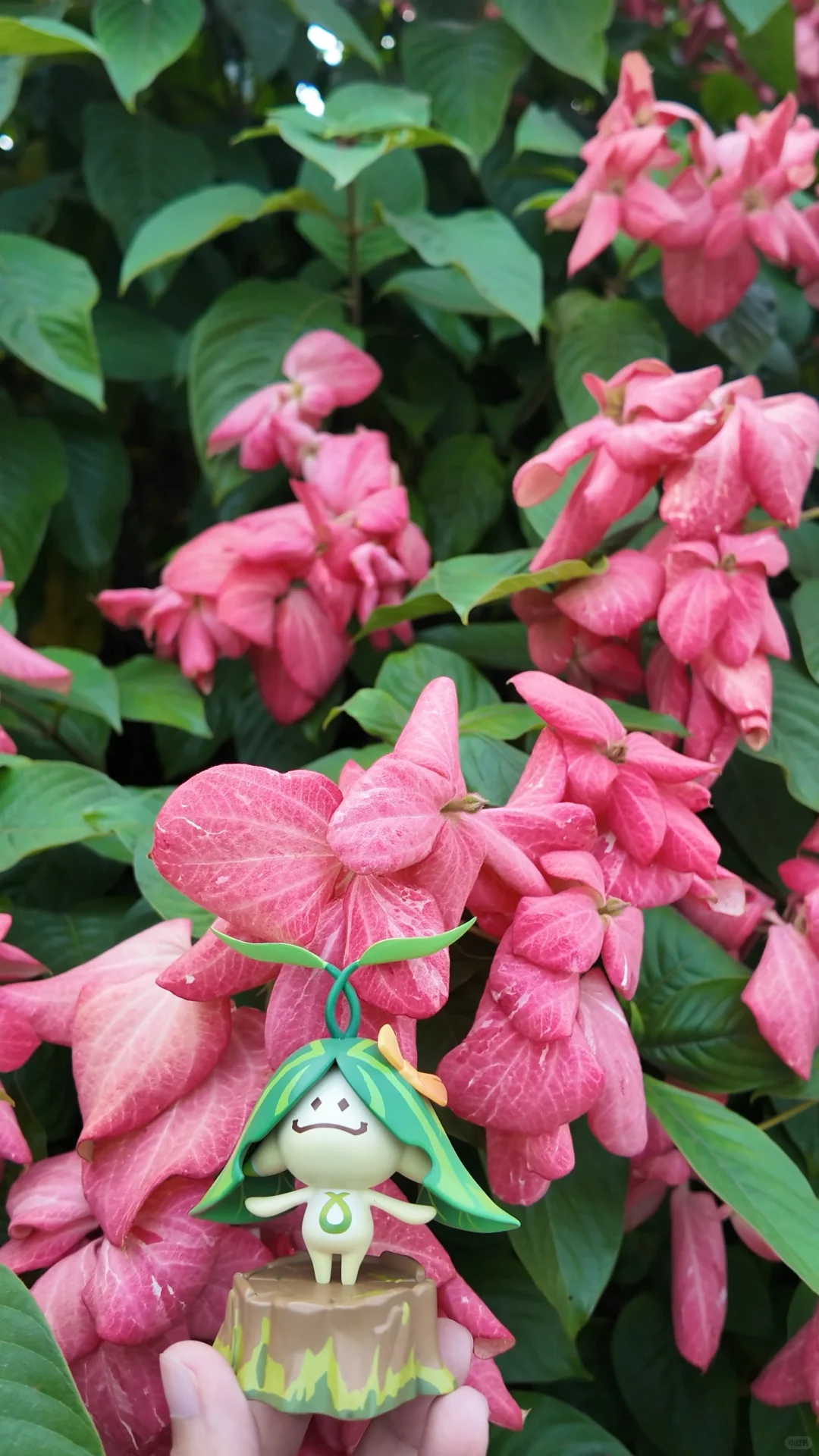 深圳湾的天气好到