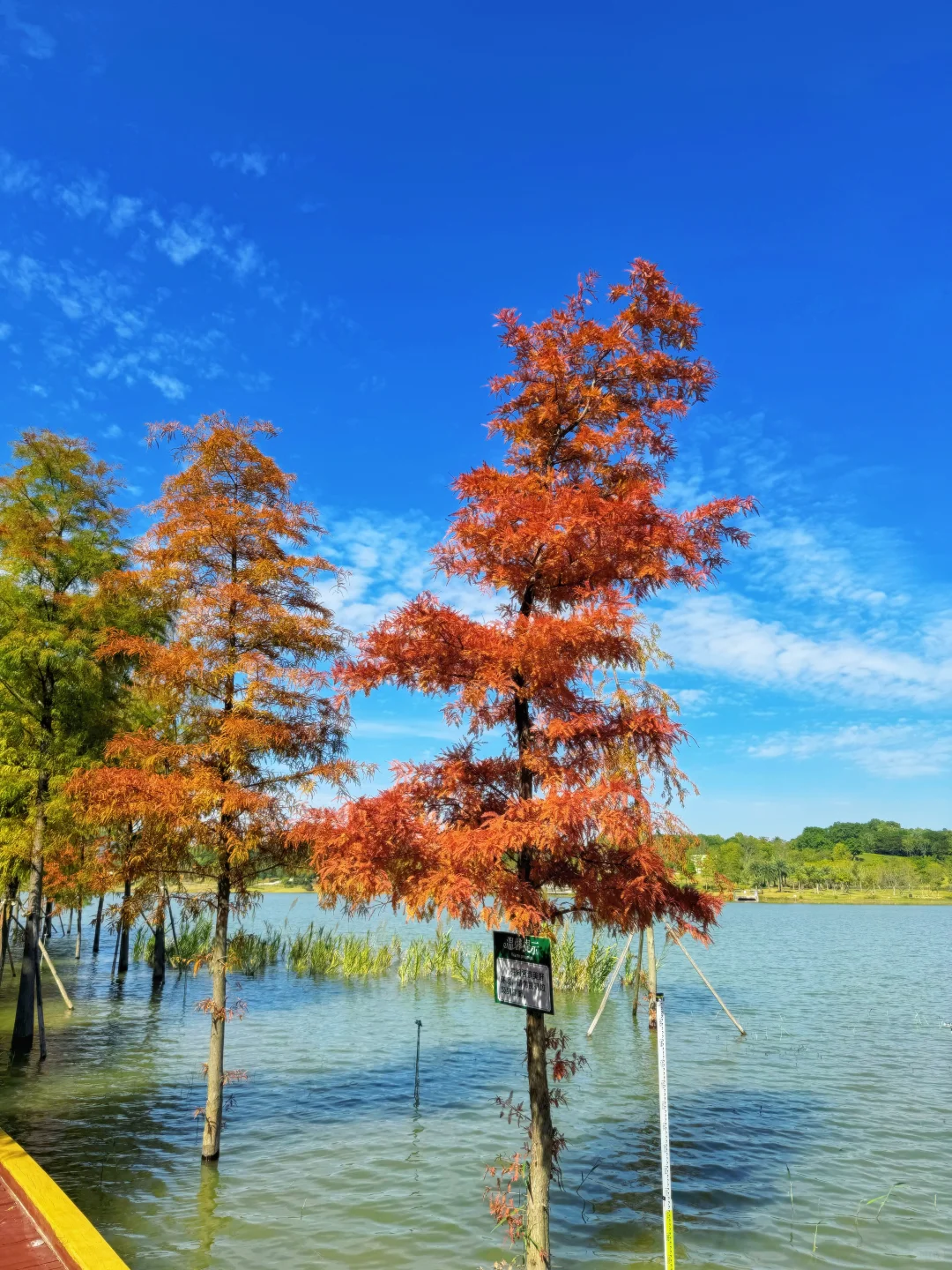深圳落羽杉🍁已红，趁无人知晓赶紧冲🏃‍♀️💨