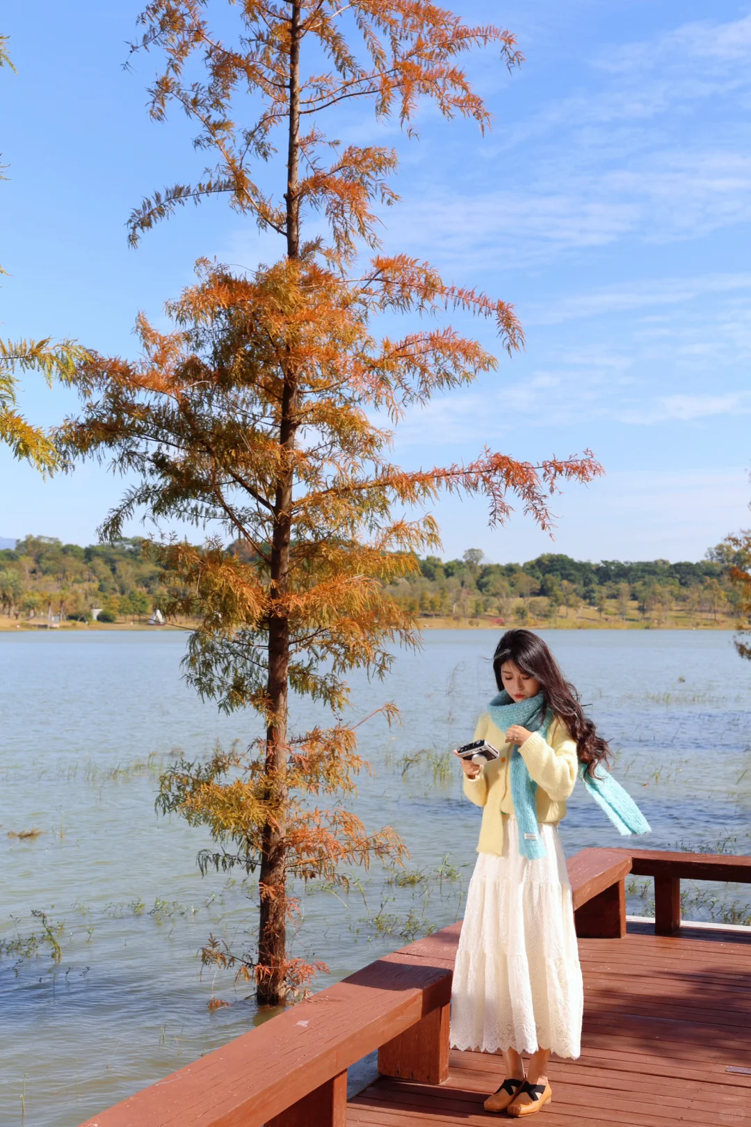 深圳落羽杉🍁已红，趁无人知晓赶紧冲🏃‍♀️💨