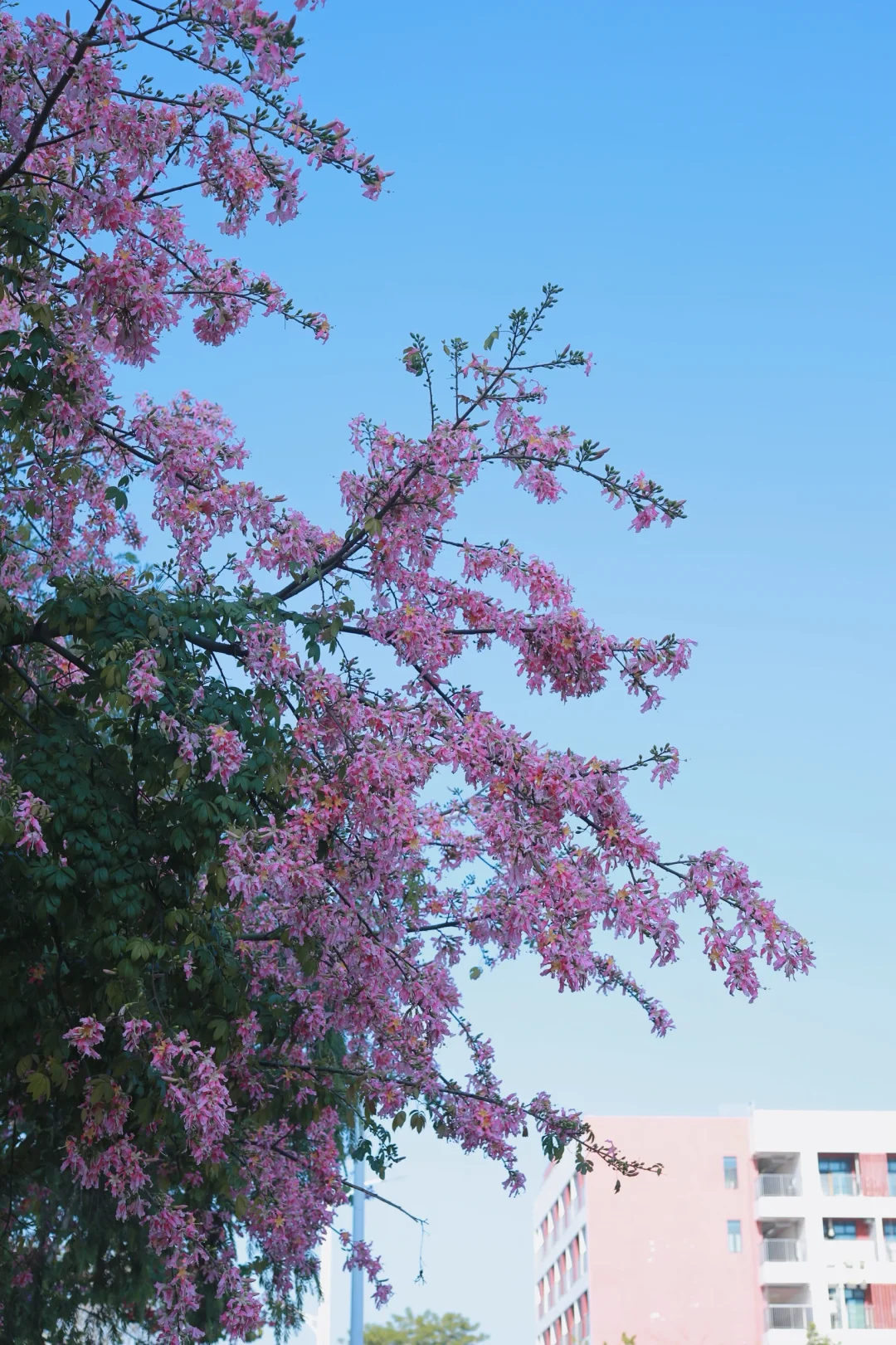 深圳0人挤！异木棉小众拍照地📸