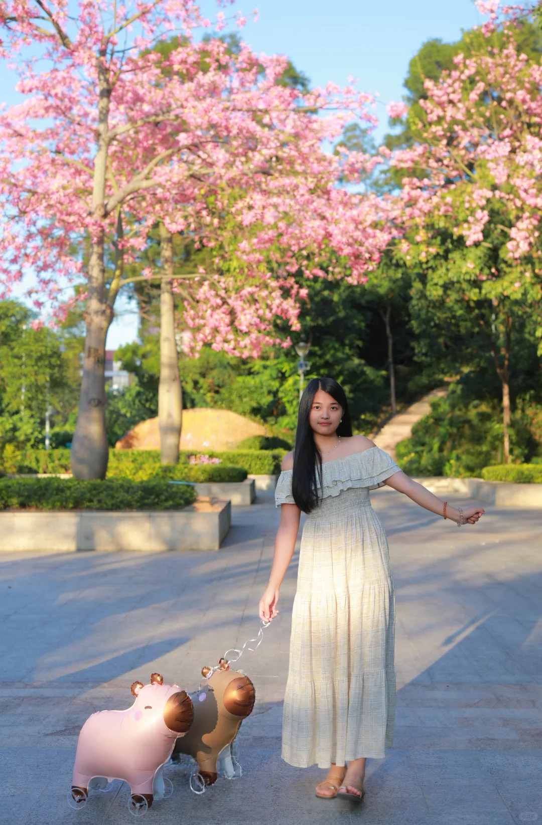 深圳0人挤！异木棉小众拍照地📸