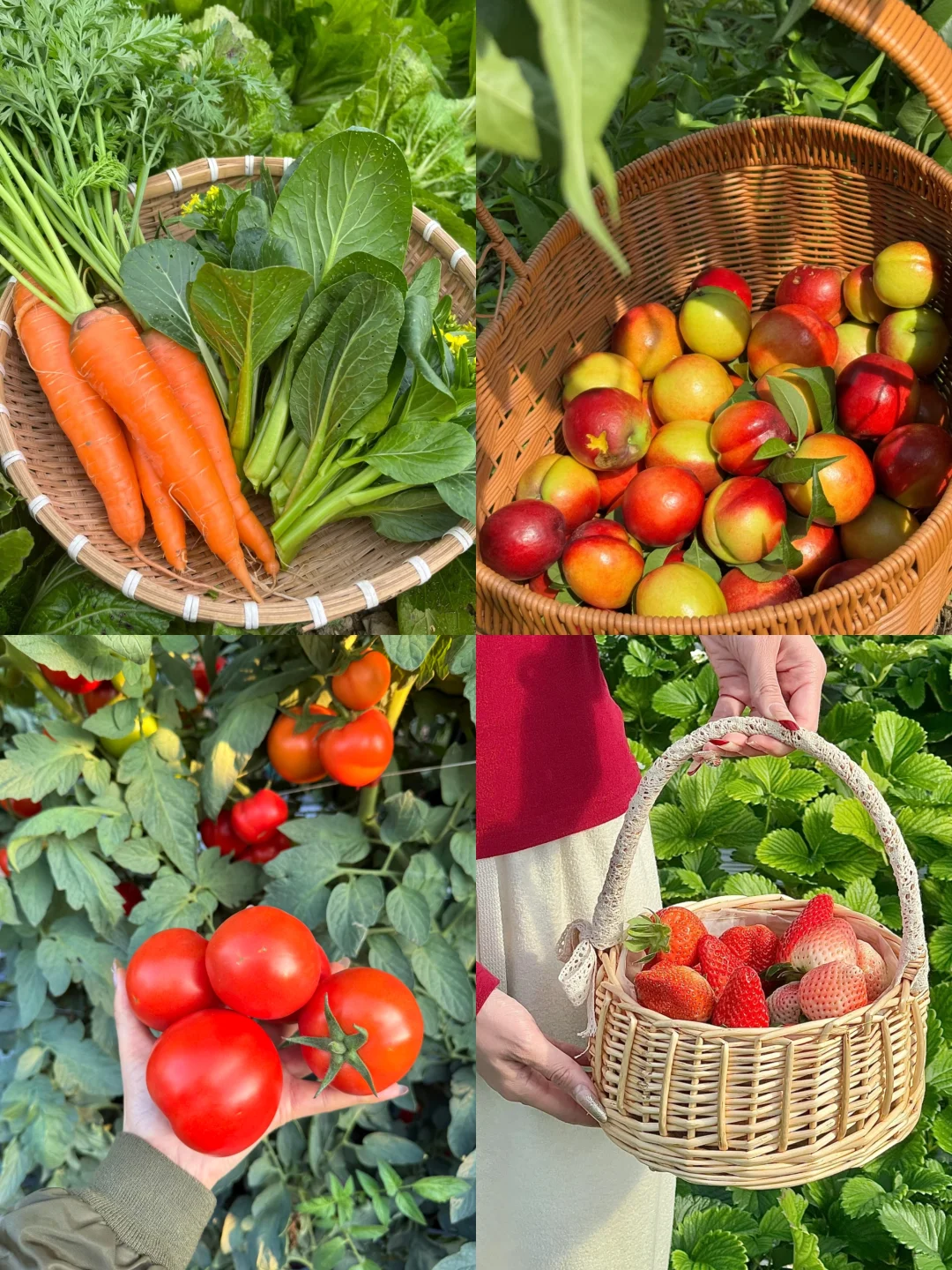 深圳一日游露营农庄🏕人均150➕吃喝玩乐全包