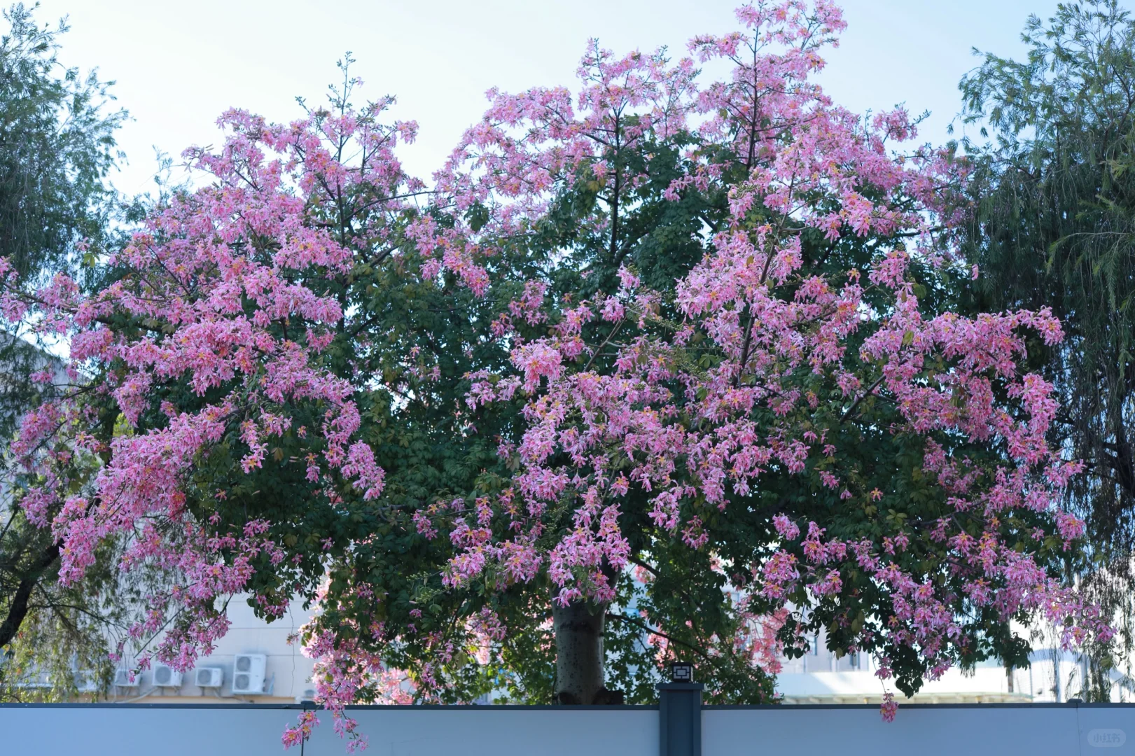 深圳0人挤！异木棉小众拍照地📸