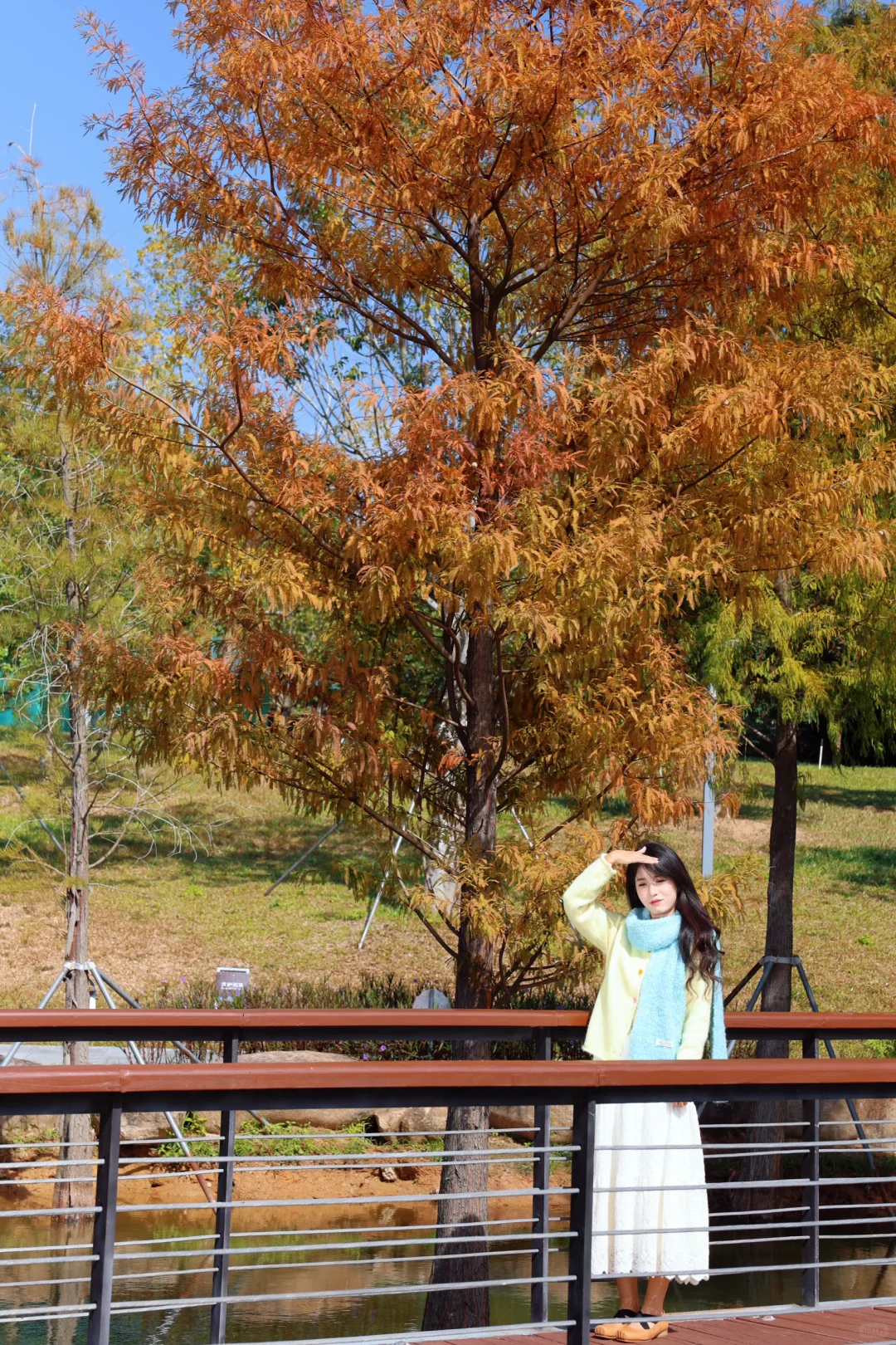 深圳落羽杉🍁已红，趁无人知晓赶紧冲🏃‍♀️💨