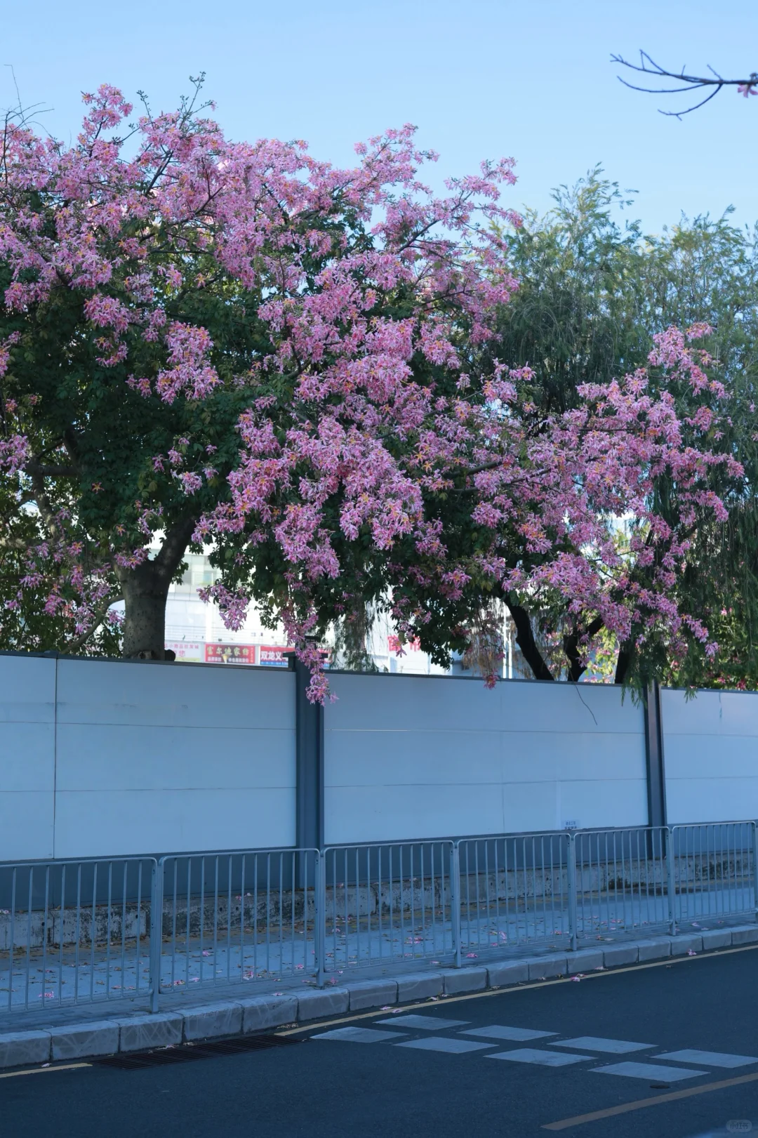 深圳0人挤！异木棉小众拍照地📸