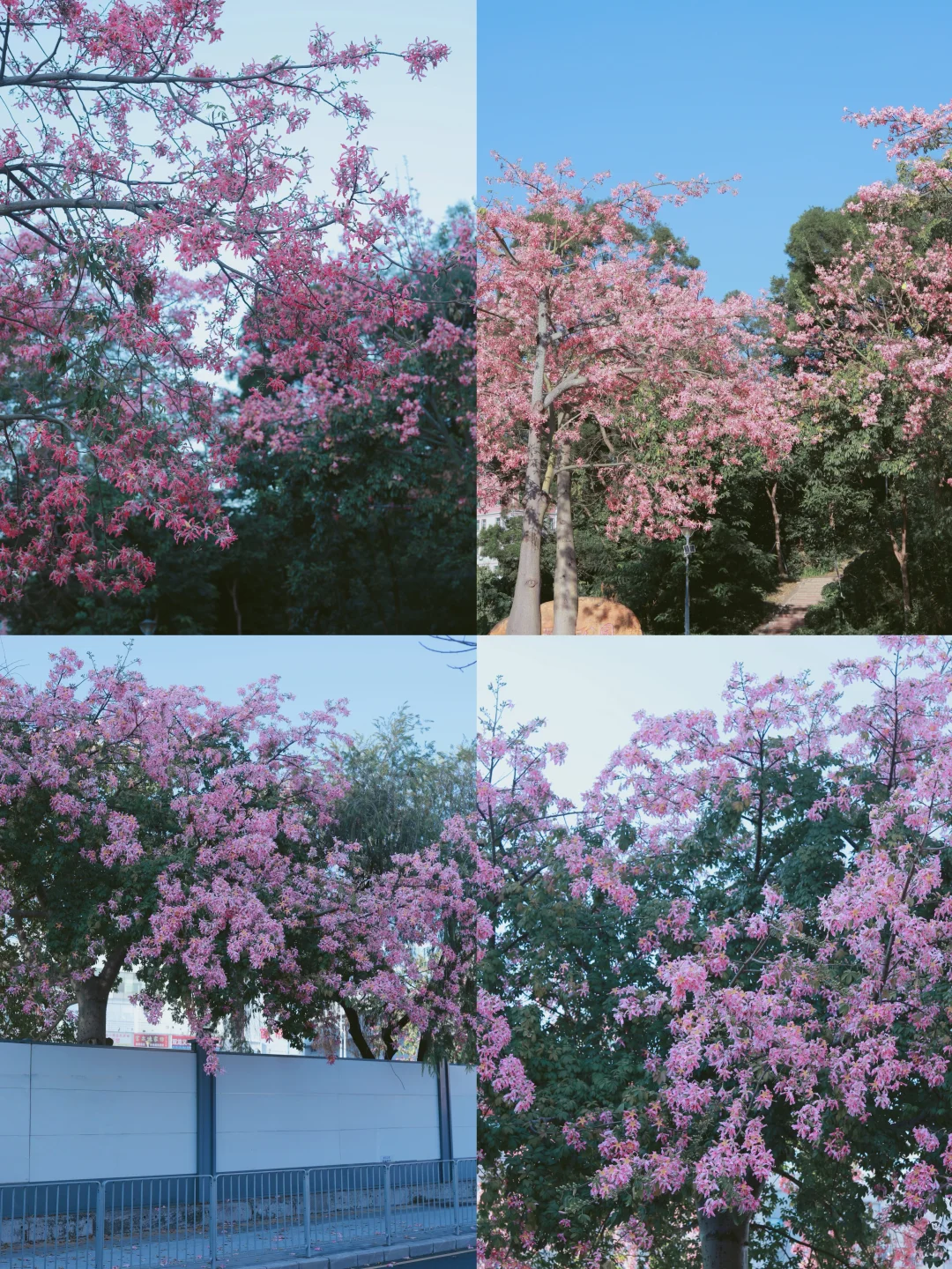 深圳0人挤！异木棉小众拍照地📸