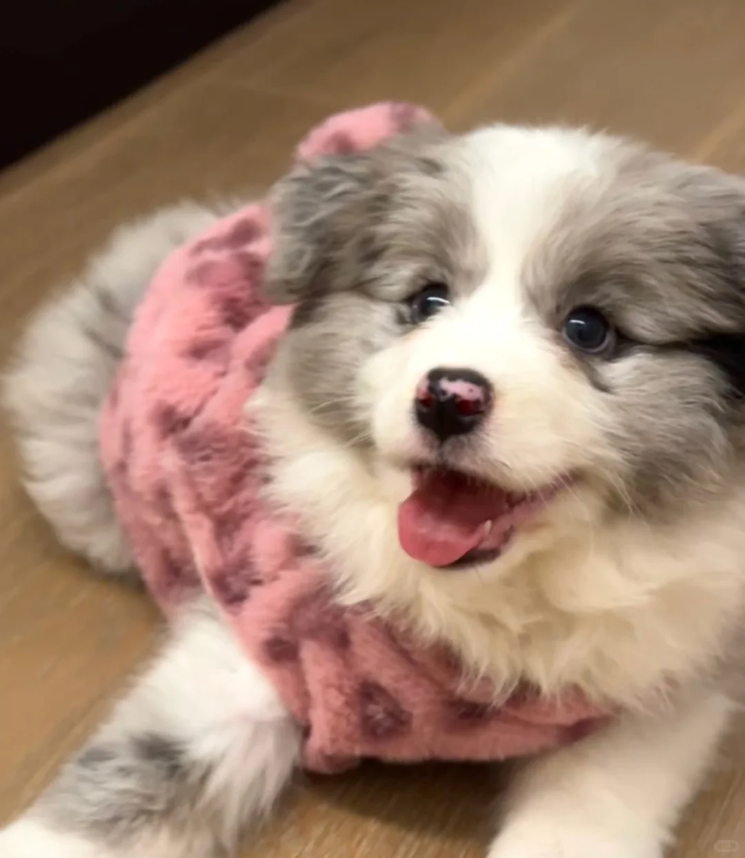 边牧有人喜欢吗（小偿）深圳自提