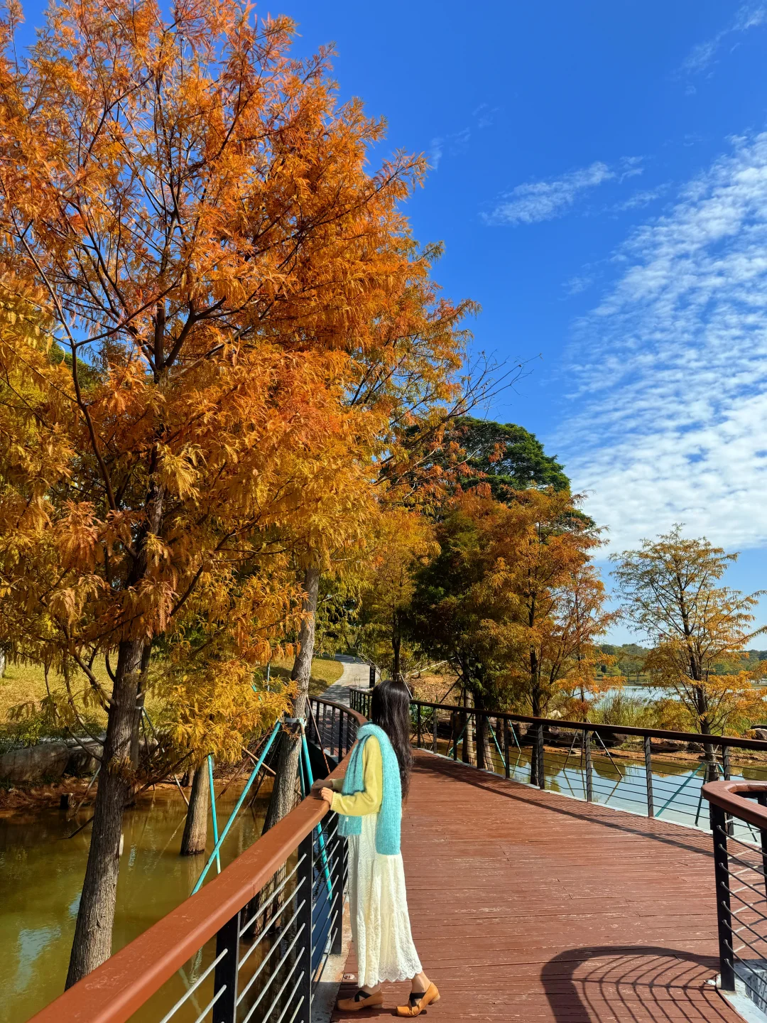深圳落羽杉🍁已红，趁无人知晓赶紧冲🏃‍♀️💨
