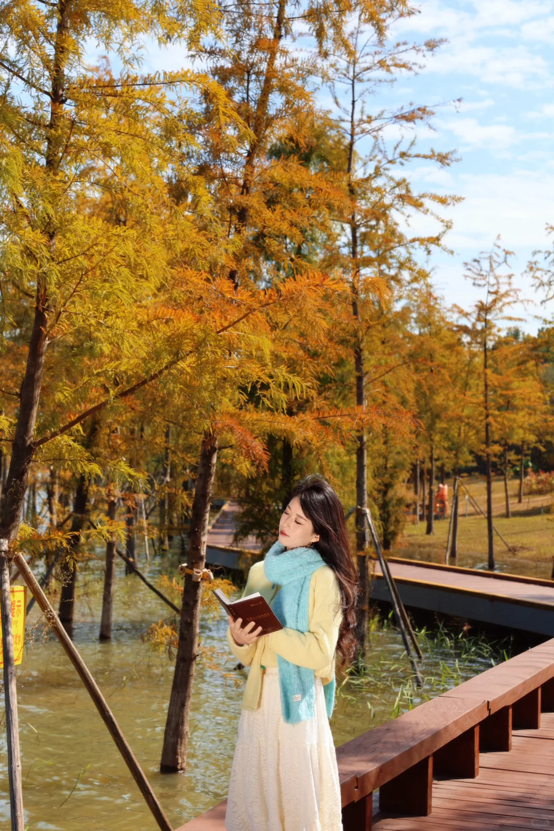 深圳落羽杉🍁已红，趁无人知晓赶紧冲🏃‍♀️💨