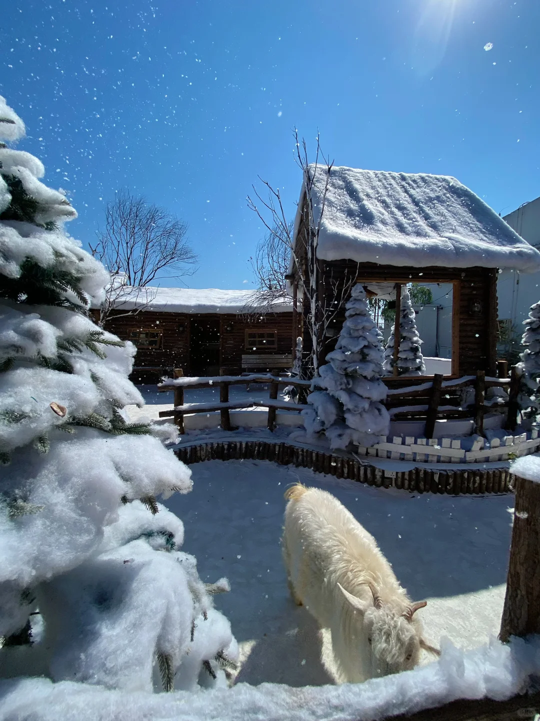 深圳下雪了❄️真像童话里的冰雪世界‼️