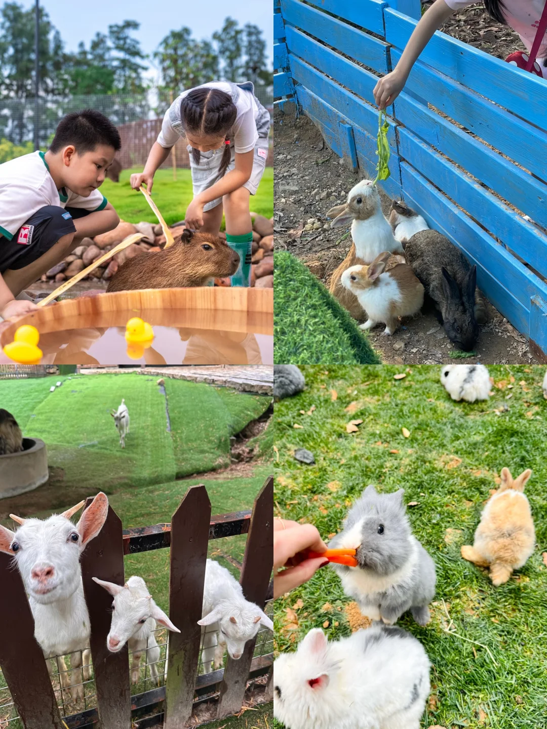 深圳一日游露营农庄🏕人均150➕吃喝玩乐全包