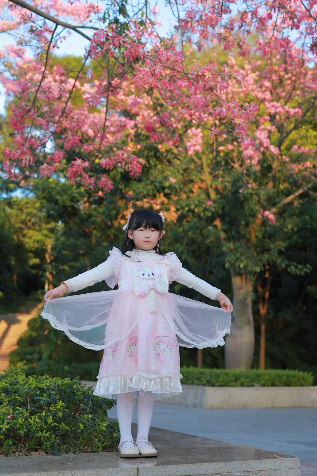 深圳0人挤！异木棉小众拍照地📸