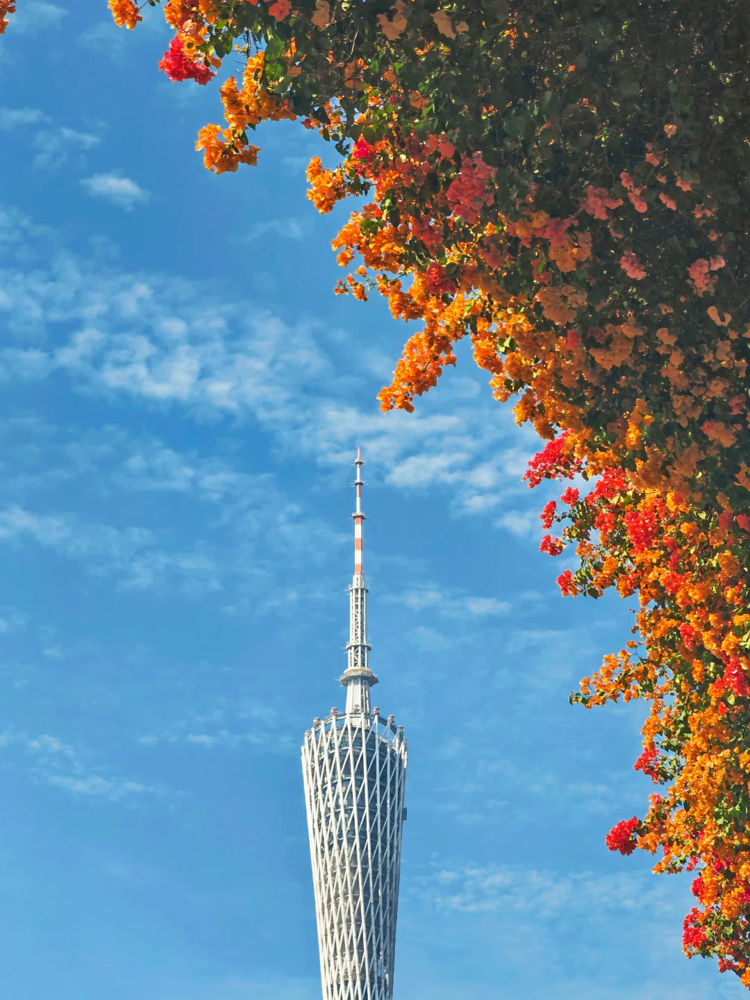 广州塔下赤岗天桥三角梅已到盛花期！