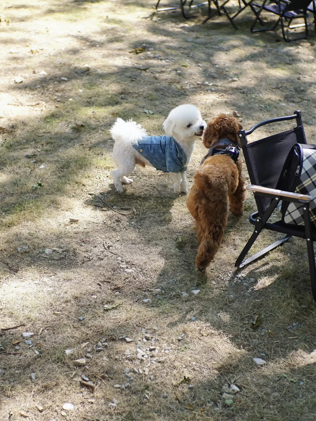 广州市区也有啦❕🐕‍🦺小狗周末露营地🏕️