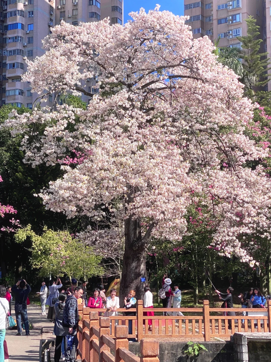 Live图🌸一棵树就是…广州一场盛大的秋冬！！
