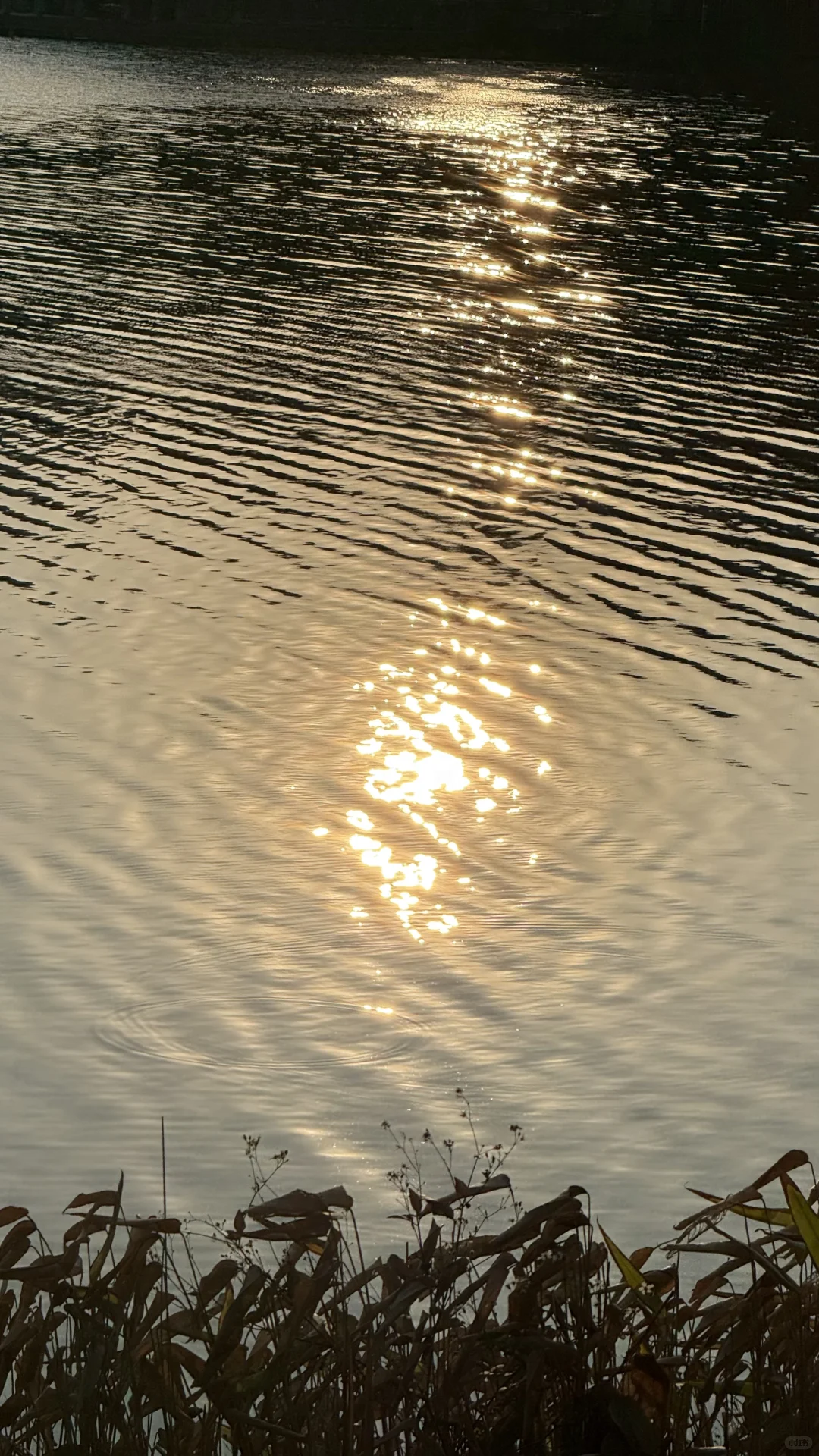 东莞｜松山湖太好拍了！公园拍照get ~充电ing