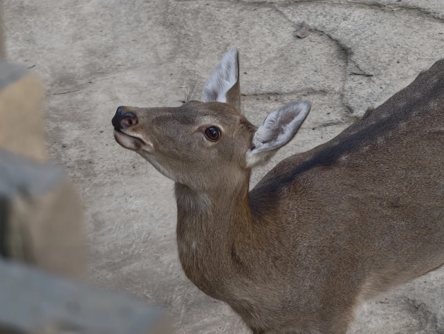 广州动物园，下次还来！