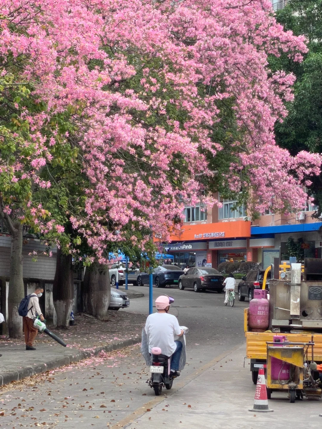 Live图🌸一棵树就是…广州一场盛大的秋冬！！