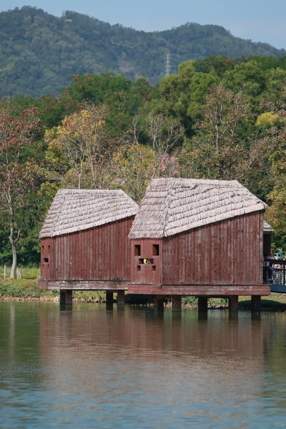 深圳 | 落羽杉开始红了
