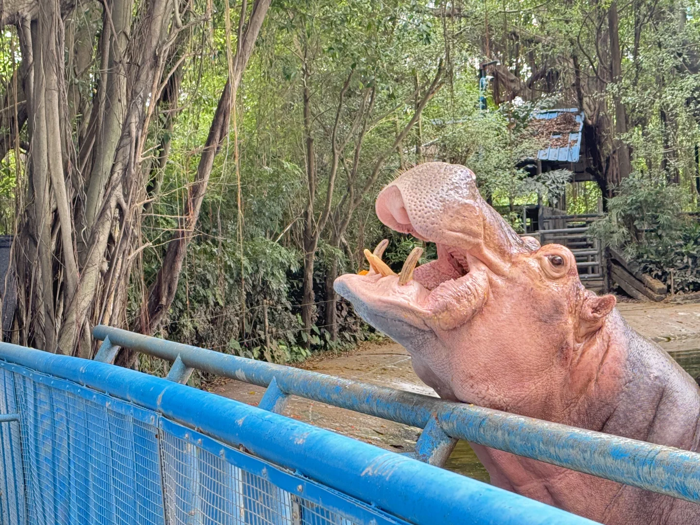 刚回！广州6天5晚 长隆+市区亲子游