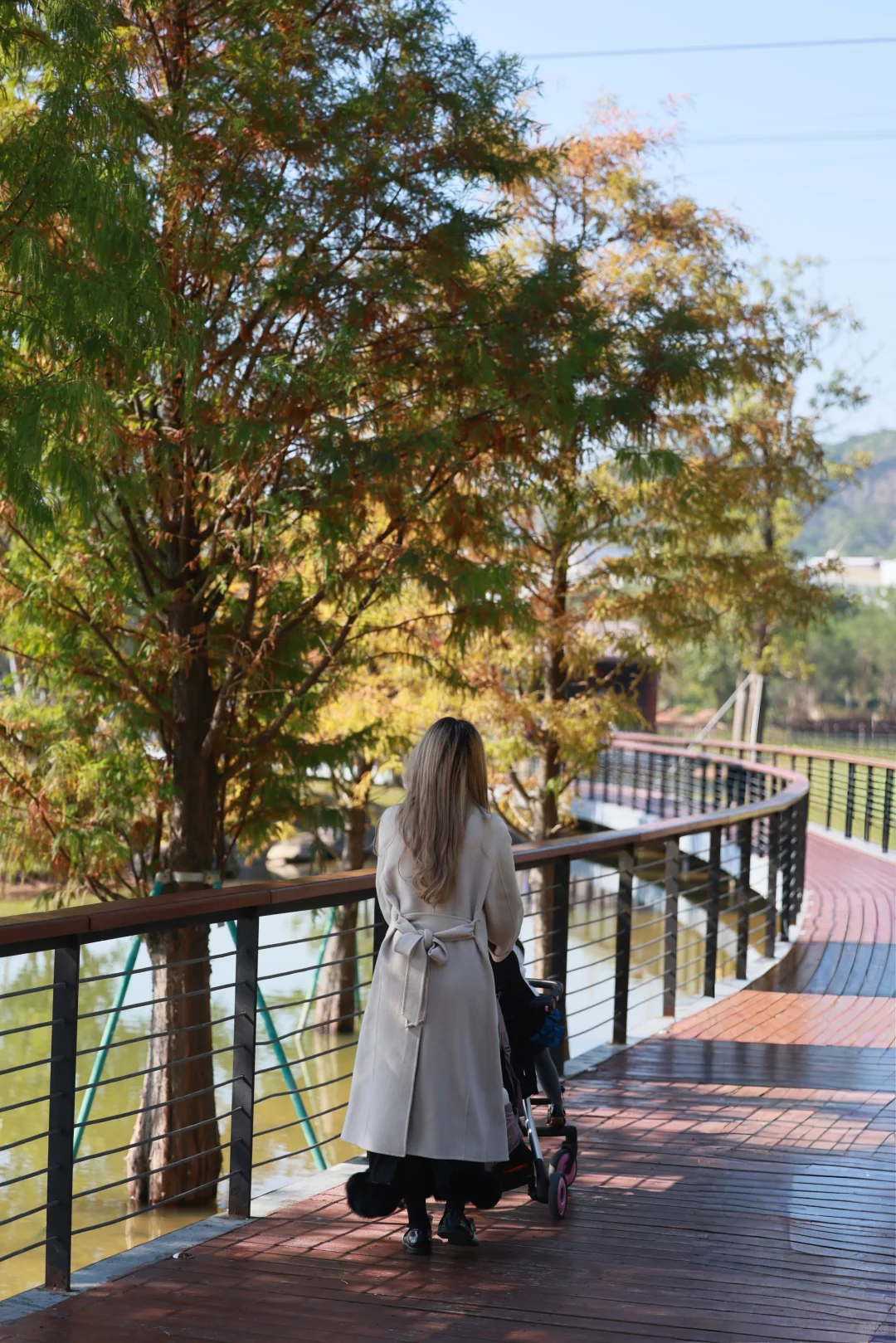 深圳 | 落羽杉开始红了