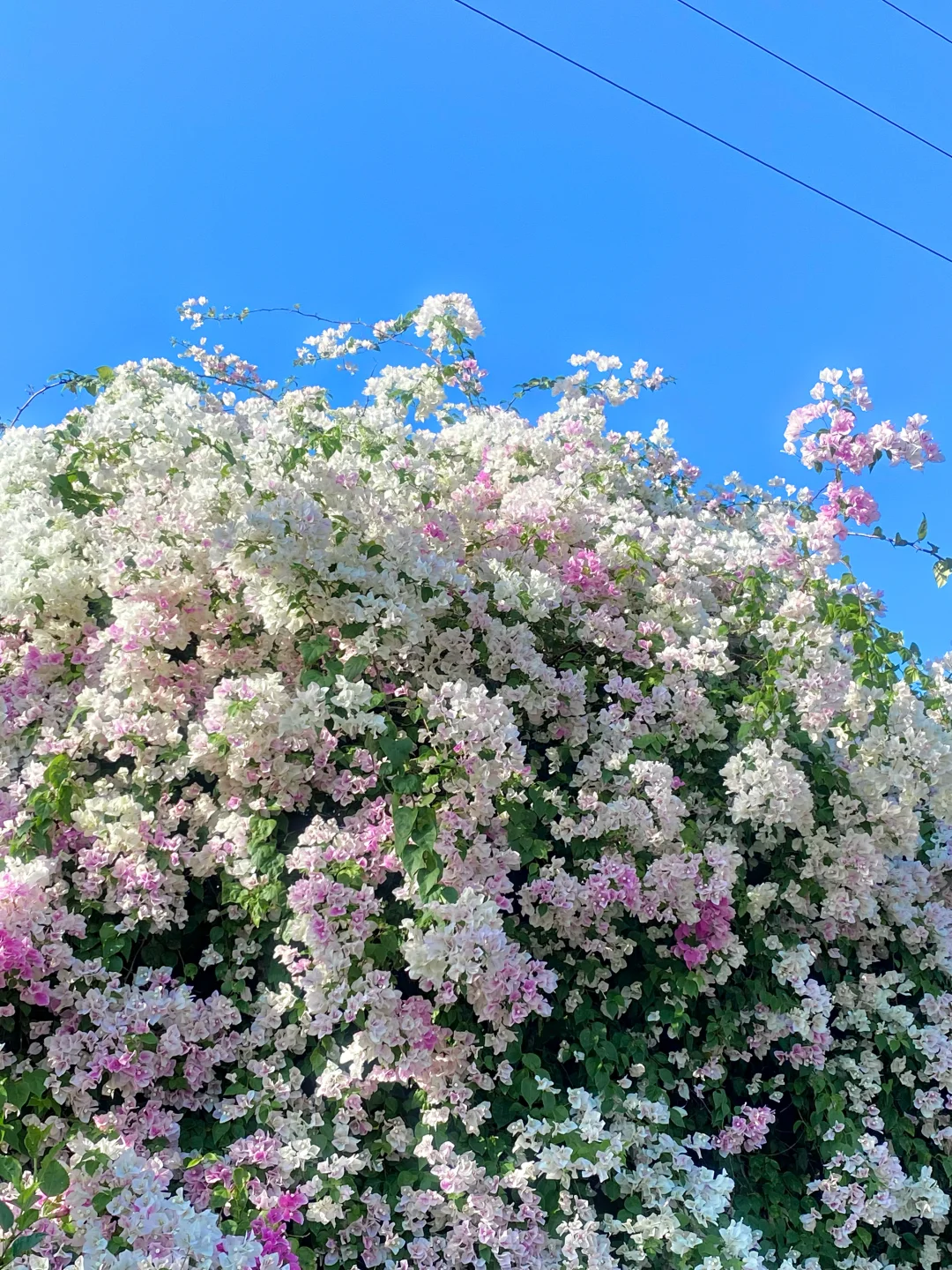 “后来我逢人便会说…🌸秋天的广州有多美！！”