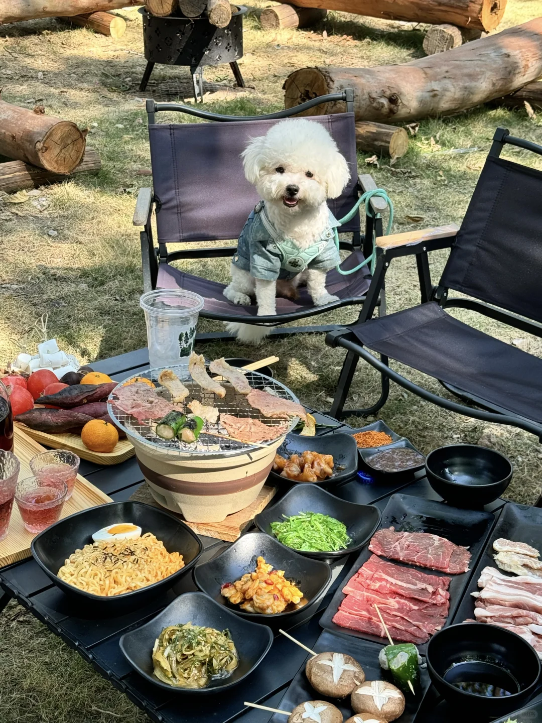 广州市区也有啦❕🐕‍🦺小狗周末露营地🏕️