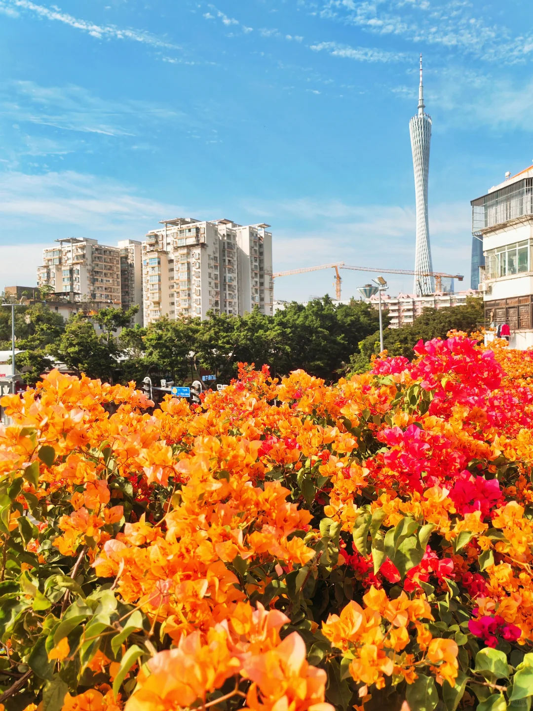 广州塔下赤岗天桥三角梅已到盛花期！