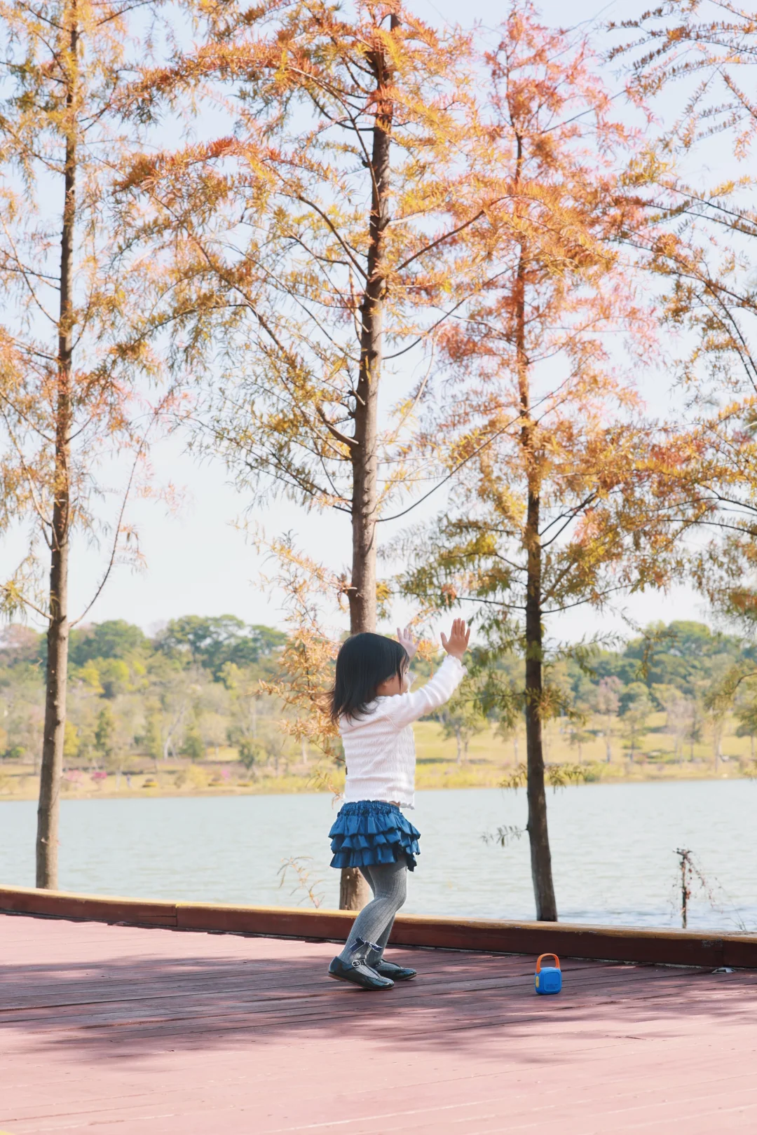 深圳 | 落羽杉开始红了