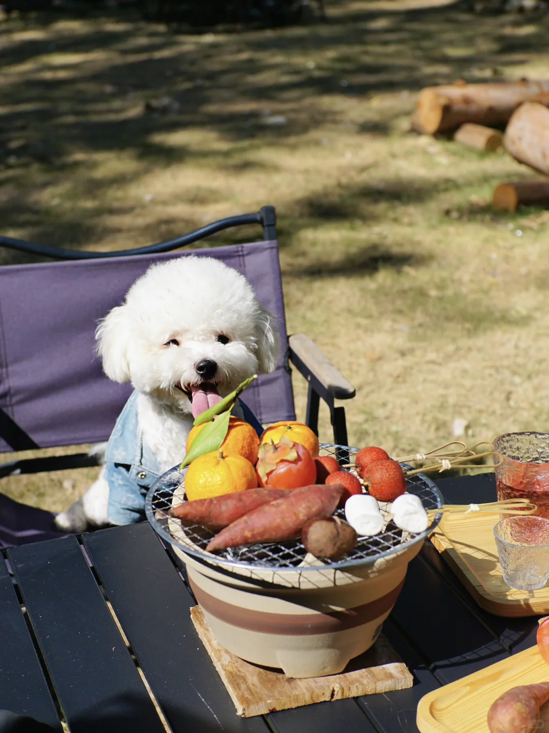 广州市区也有啦❕🐕‍🦺小狗周末露营地🏕️