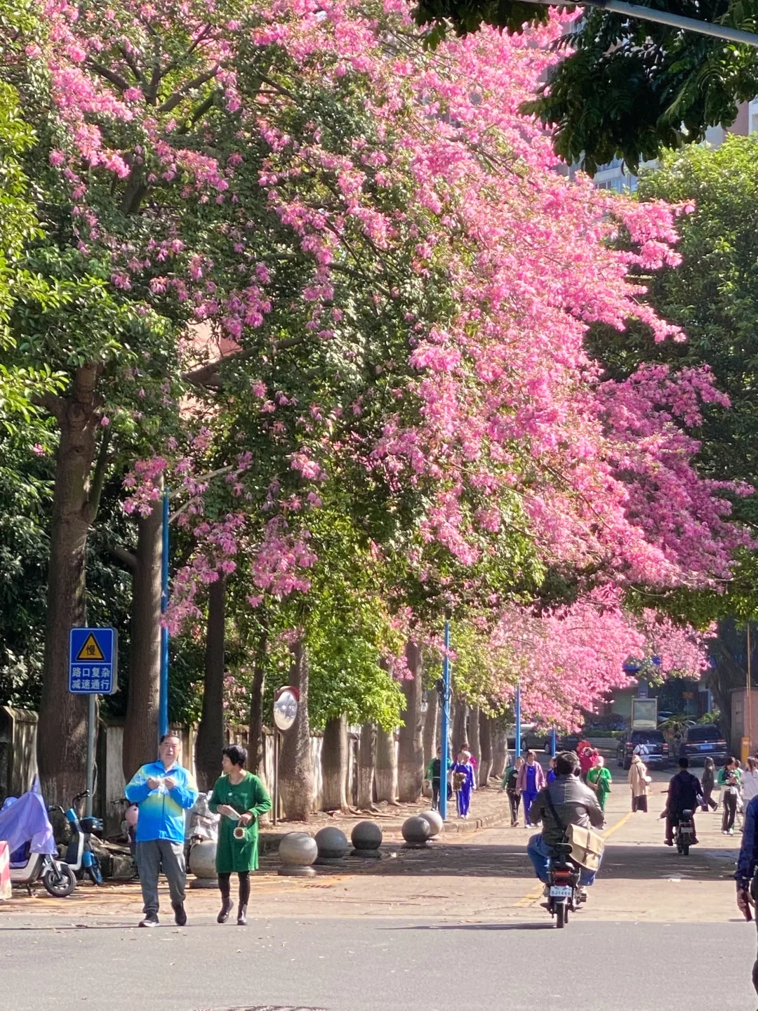 Live图🌸一棵树就是…广州一场盛大的秋冬！！