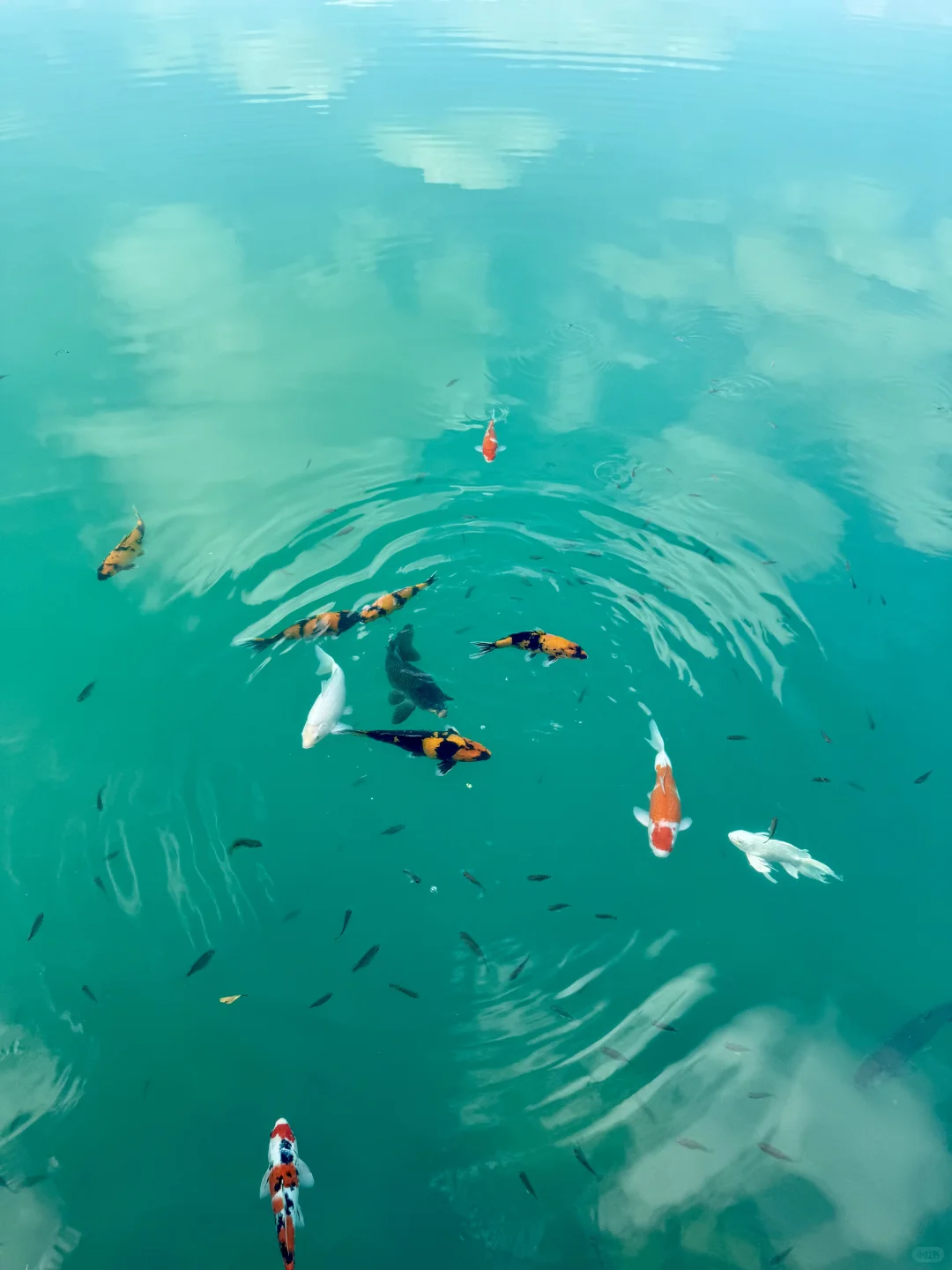 😭被晴天下的东莞“小九寨沟”美哭了！