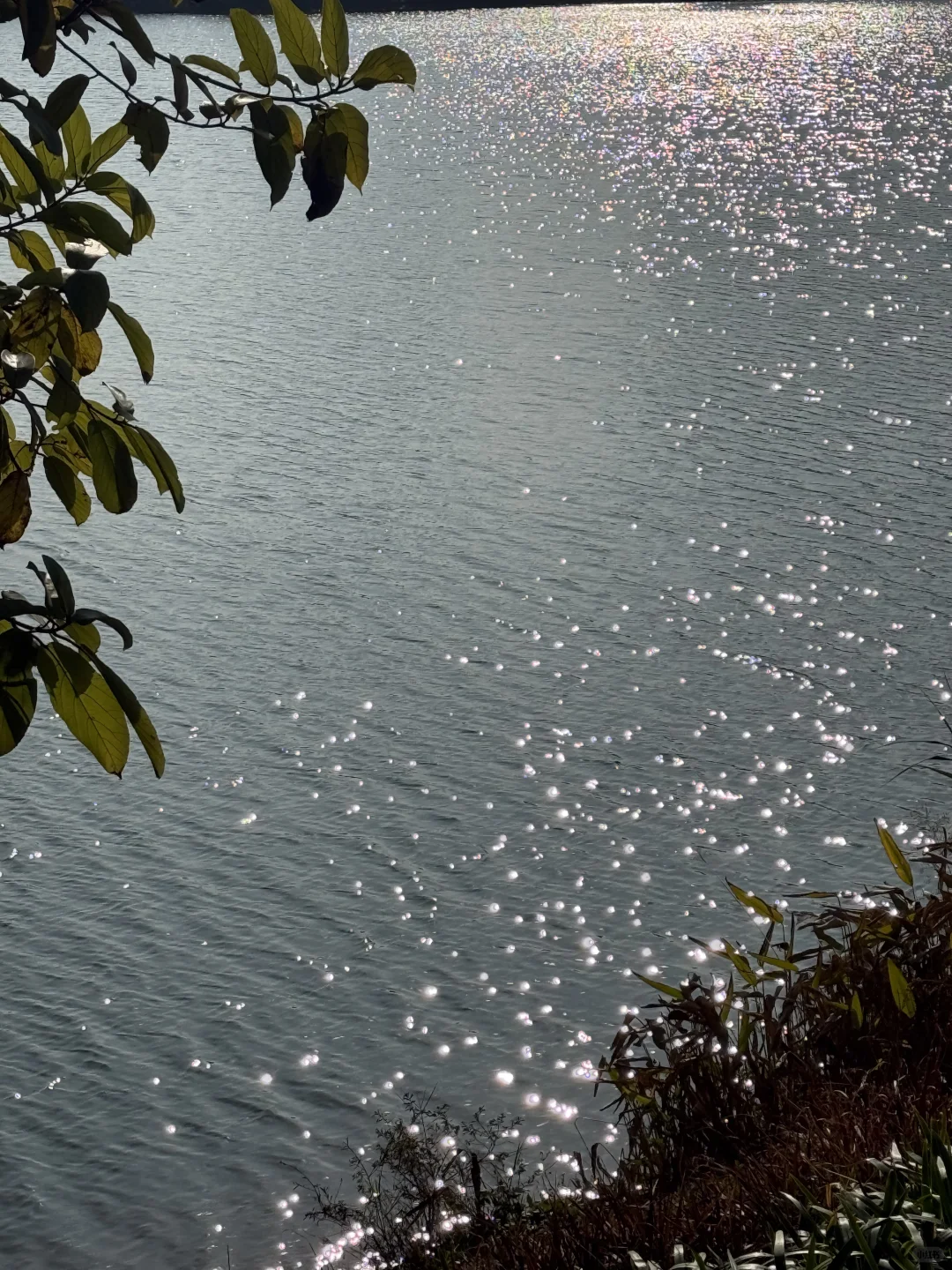 东莞｜松山湖太好拍了！公园拍照get ~充电ing