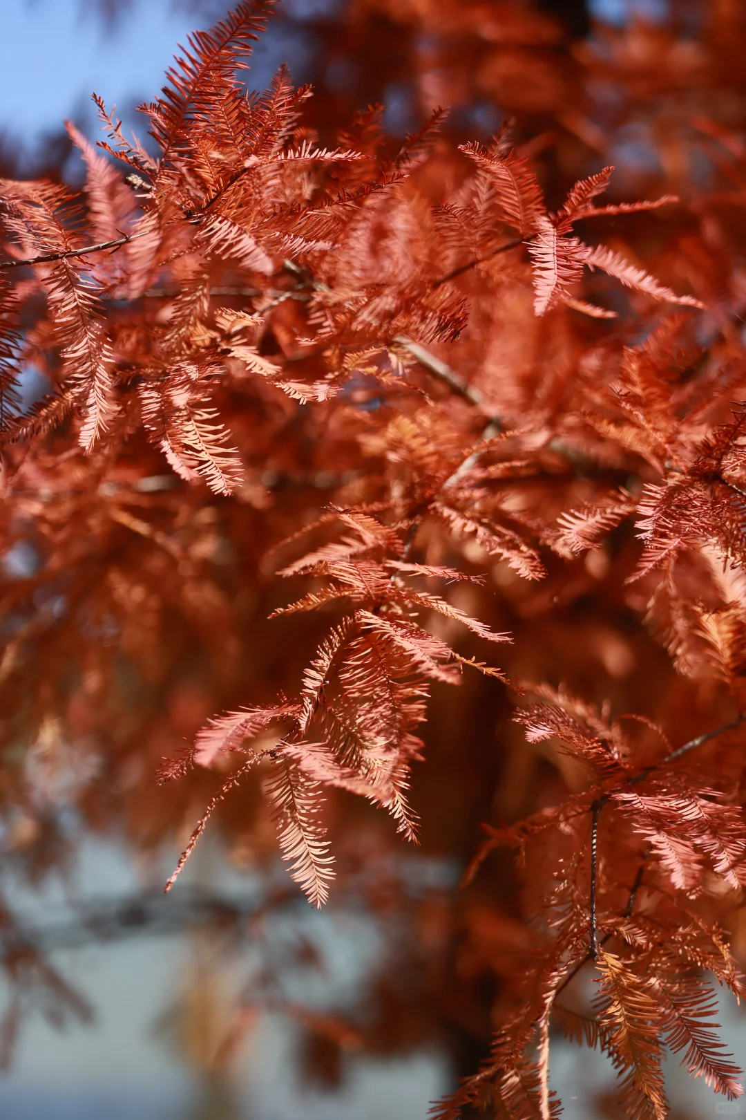 深圳 | 落羽杉开始红了