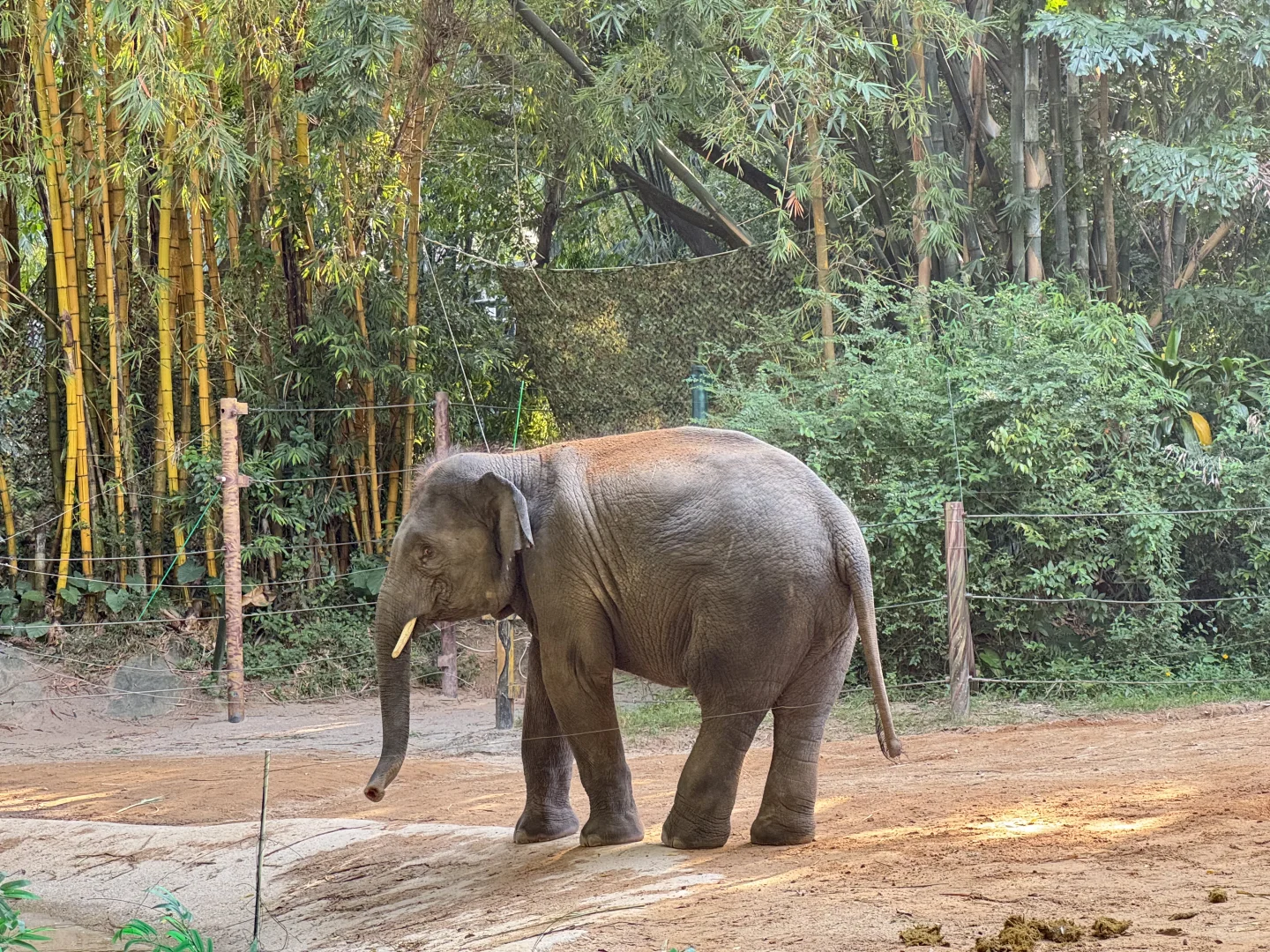 刚回！广州6天5晚 长隆+市区亲子游