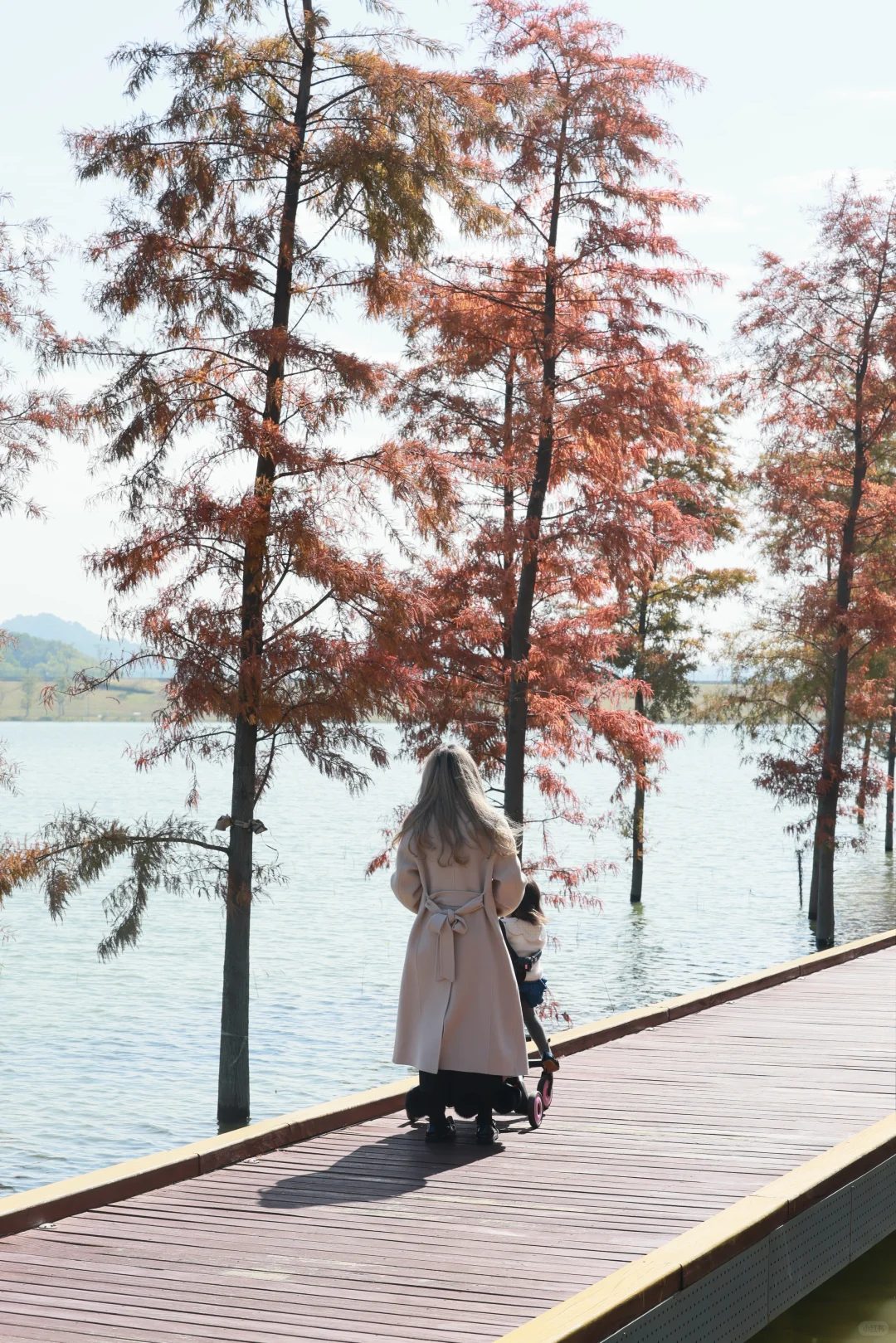 深圳 | 落羽杉开始红了