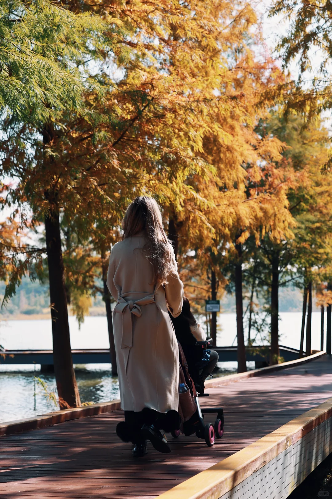 深圳 | 落羽杉开始红了