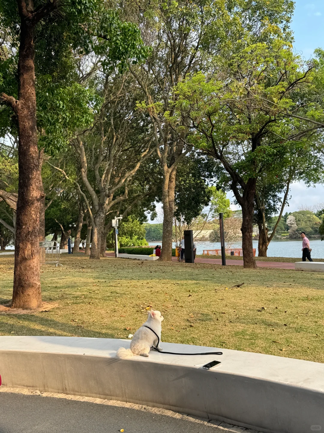 树下 我是我的春天📖🌳