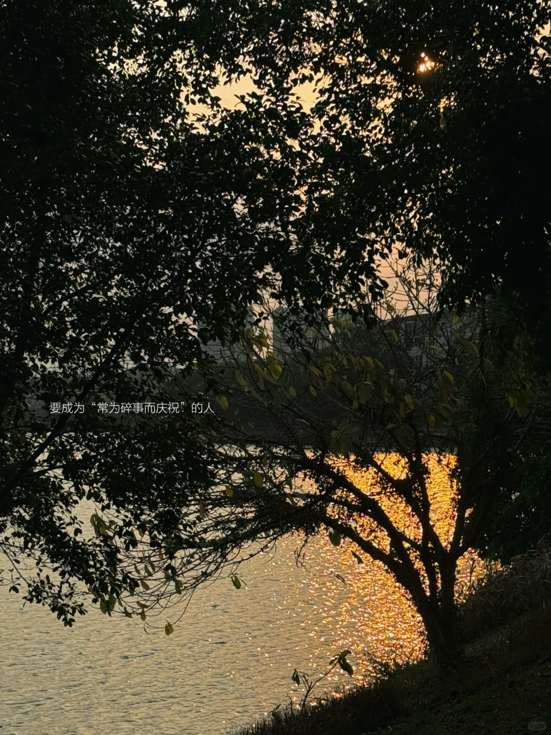 树下 我是我的春天📖🌳