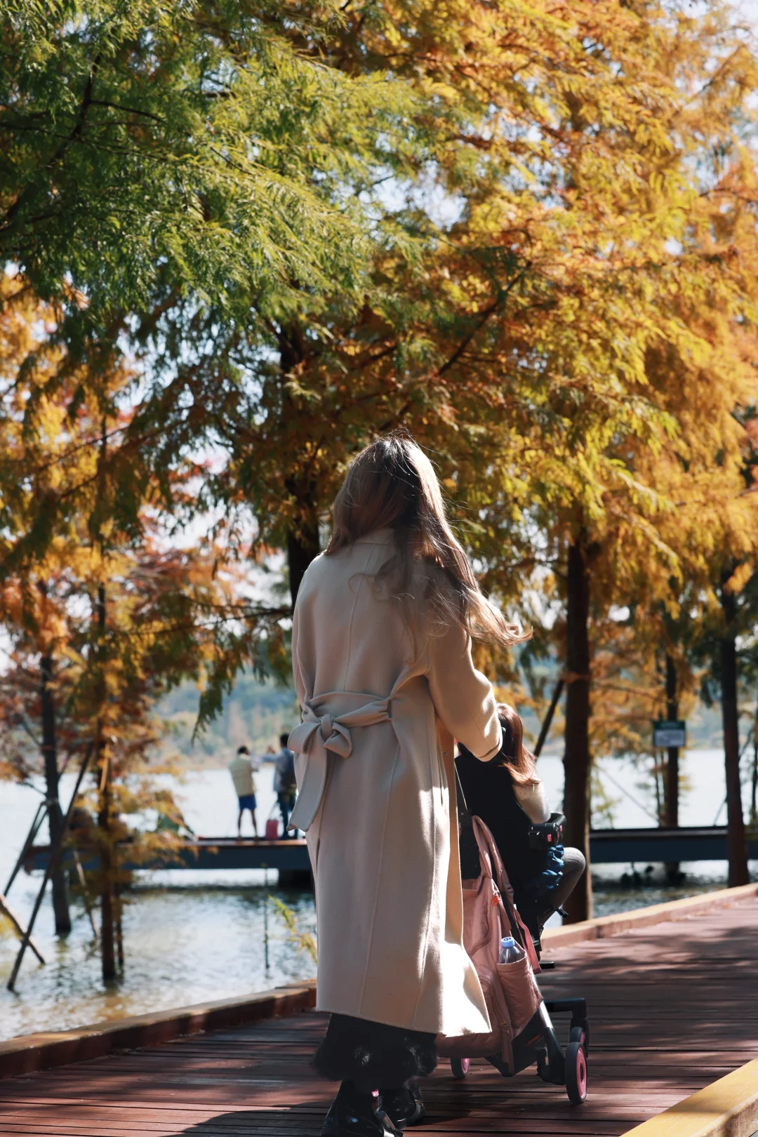 深圳 | 落羽杉开始红了