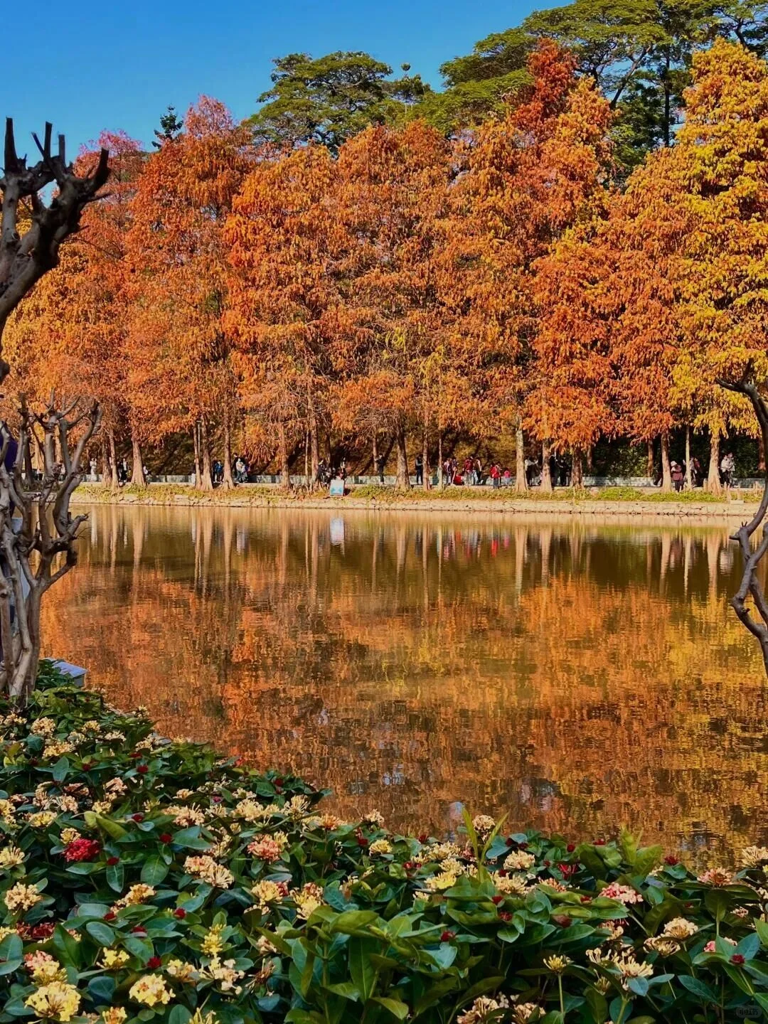 “后来我便逢人就说…冬天的广州有多美‼”