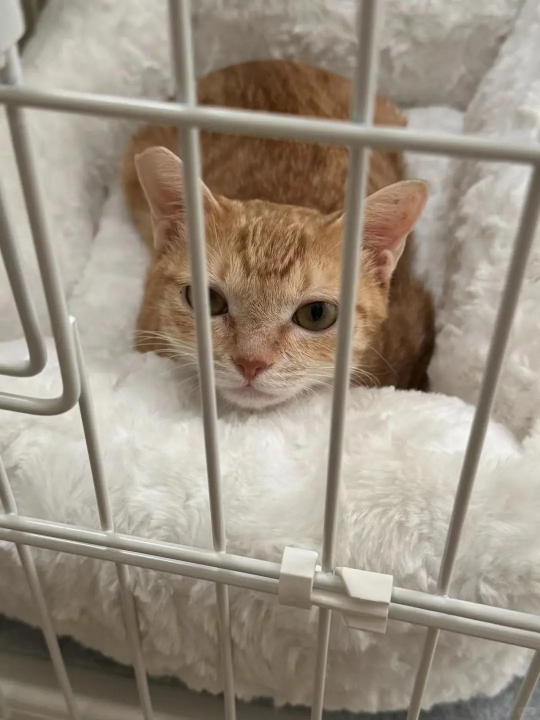 【深圳领养】已绝育小橘妹妹求终身饭票！活泼